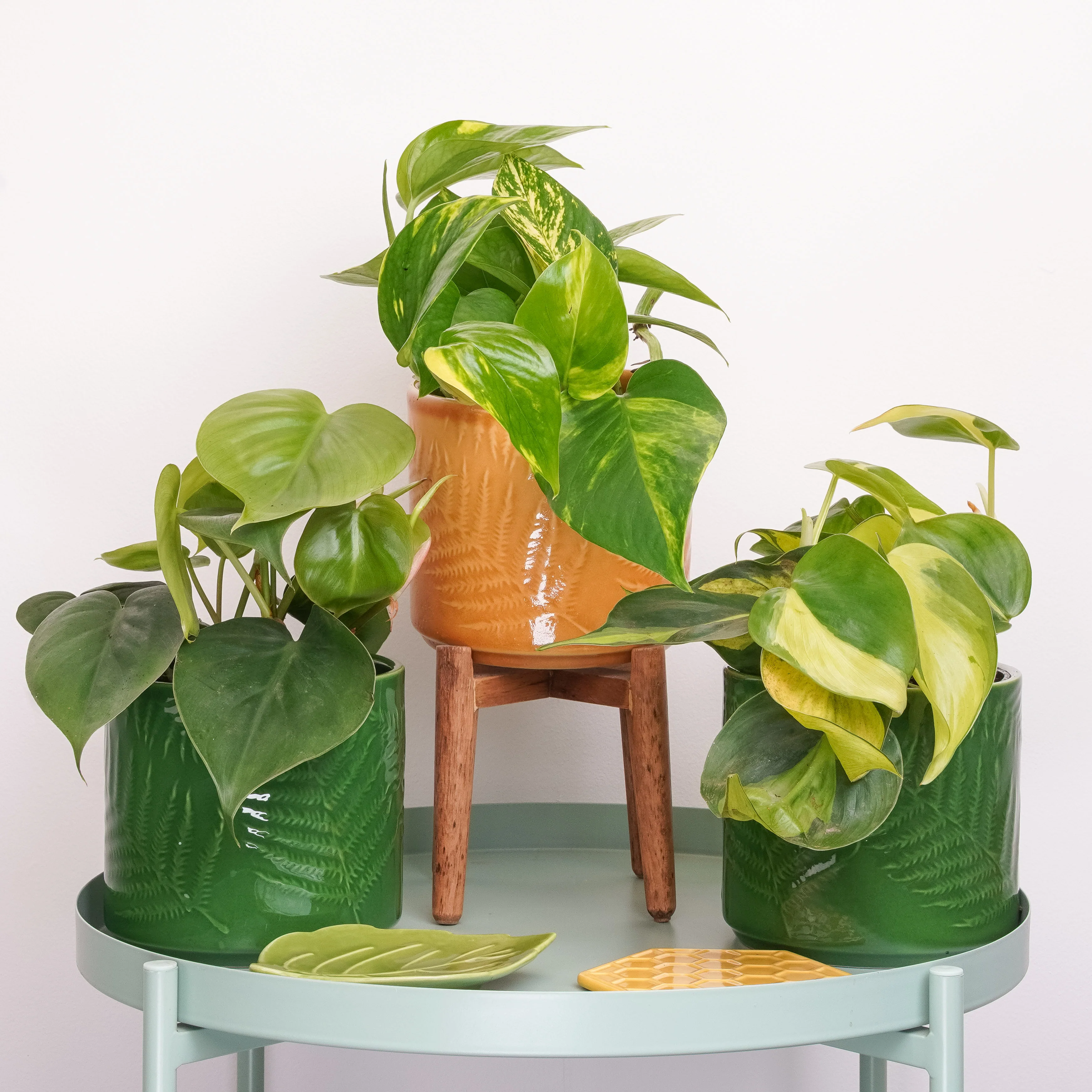 Bright Days | Plant Bundle