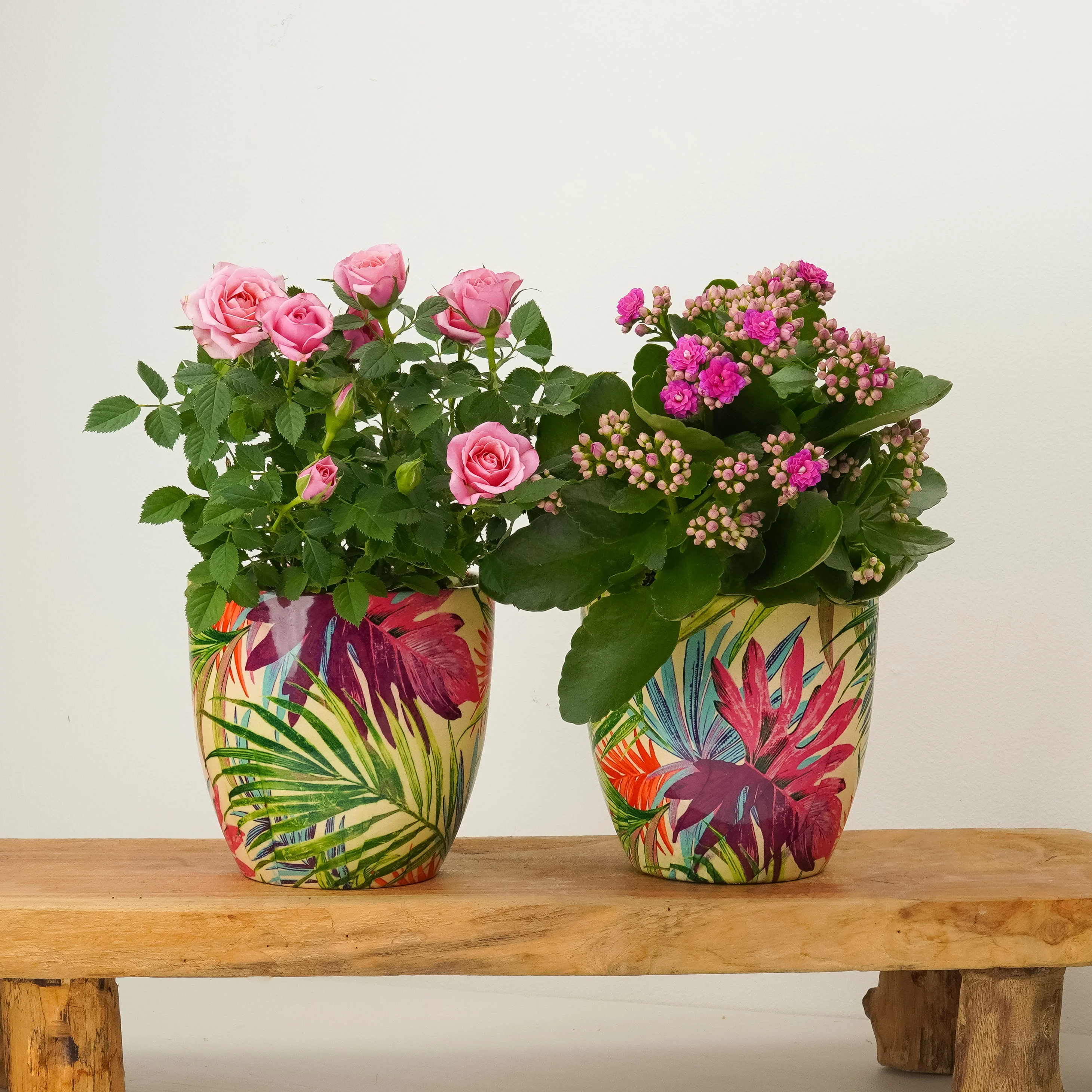 Brighten My Day | Plant Bundle