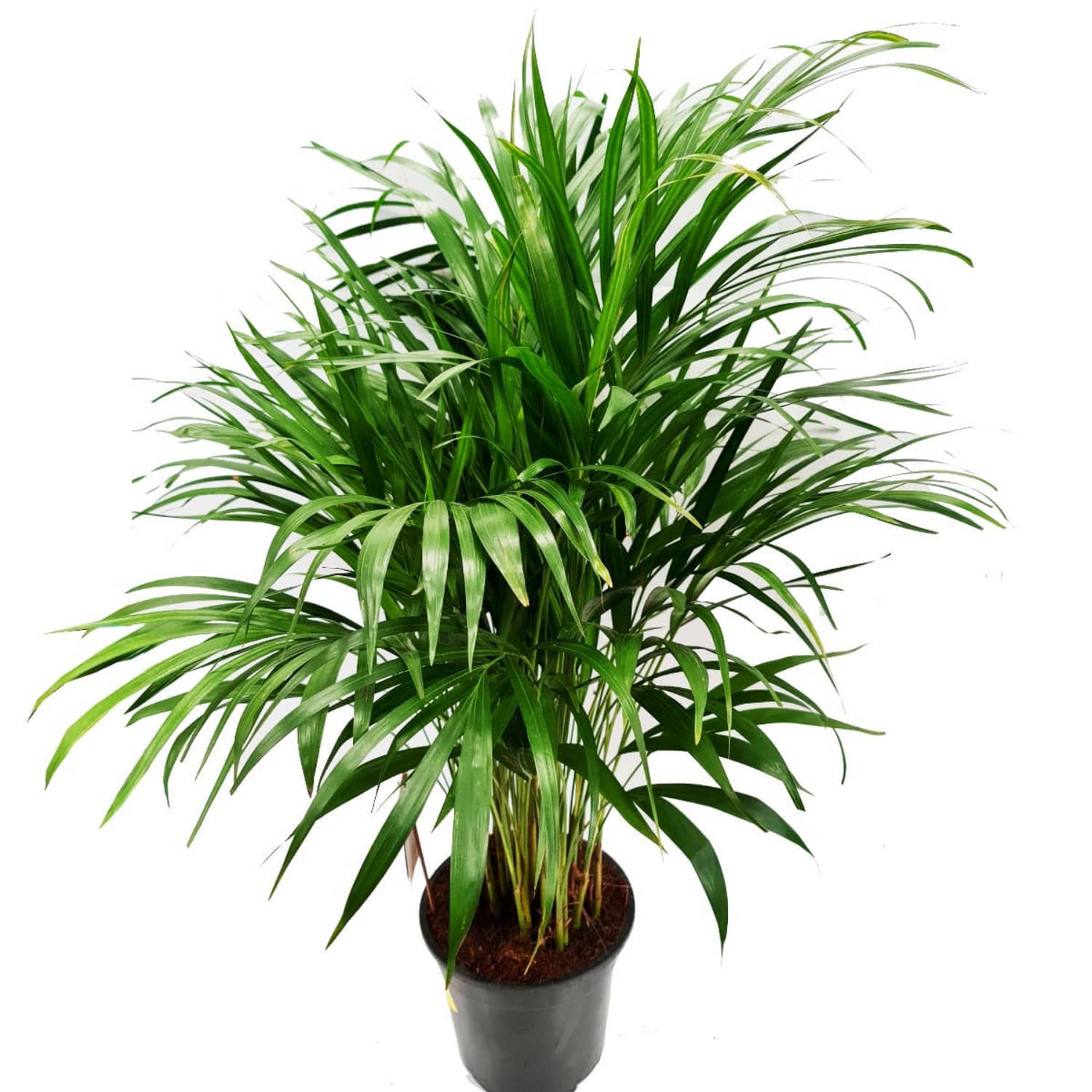 Areca Palm - Image 3