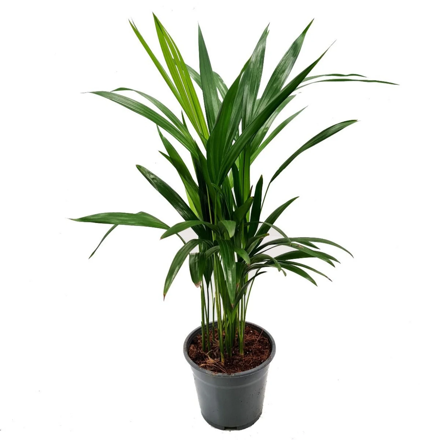Areca Palm - Image 4
