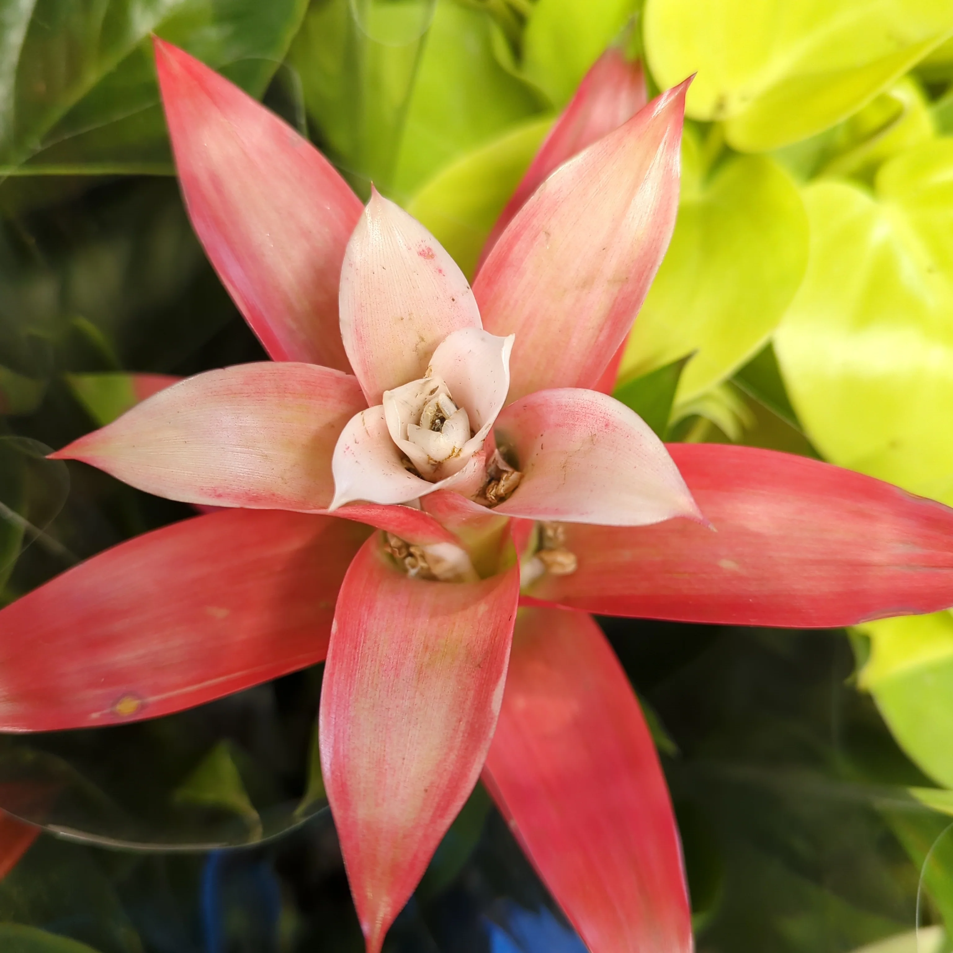 Flowering Bromeliad | Guzmania | Various Colours - Image 11