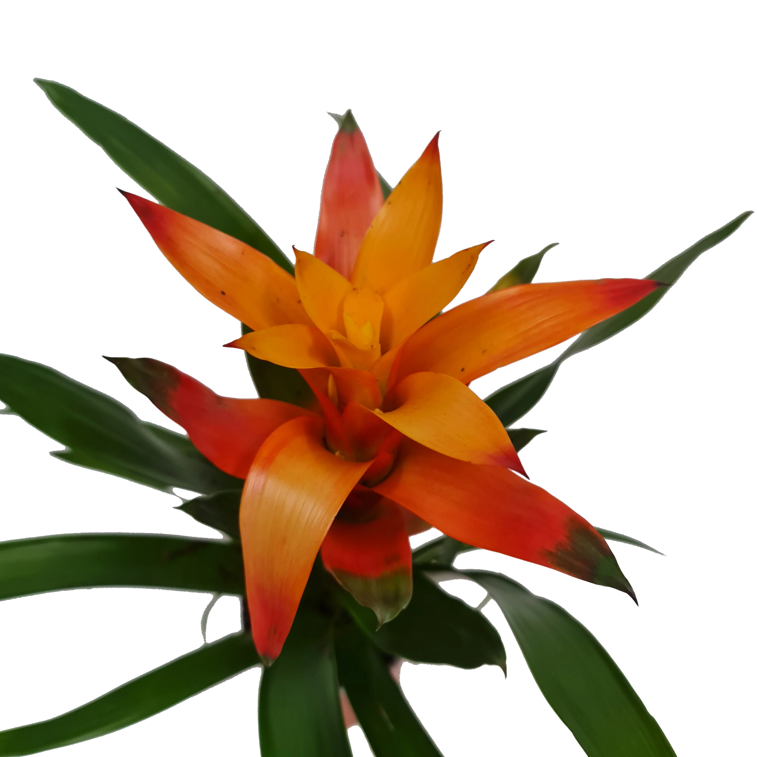 Flowering Bromeliad | Guzmania | Various Colours - Image 12