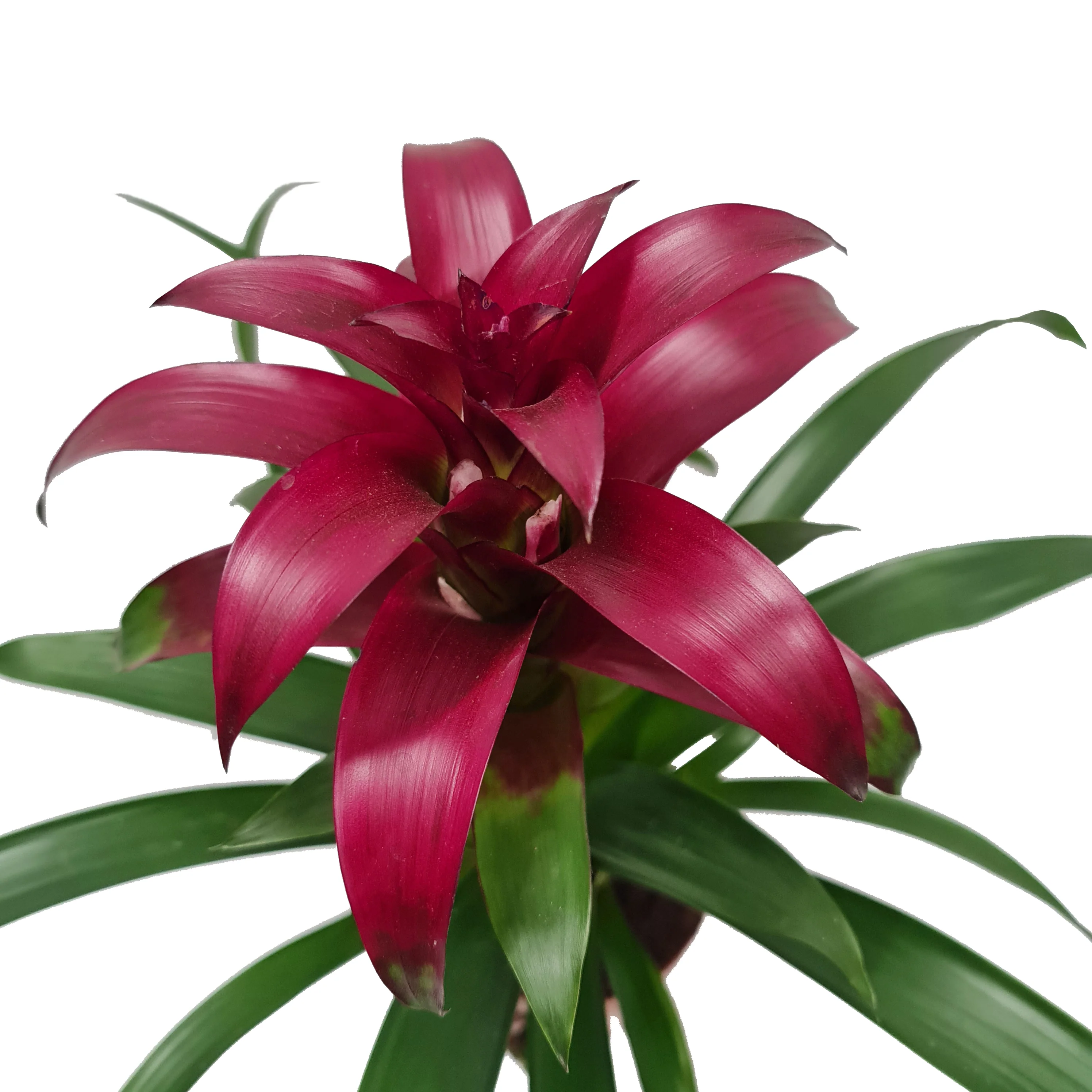 Flowering Bromeliad | Guzmania | Various Colours - Image 17