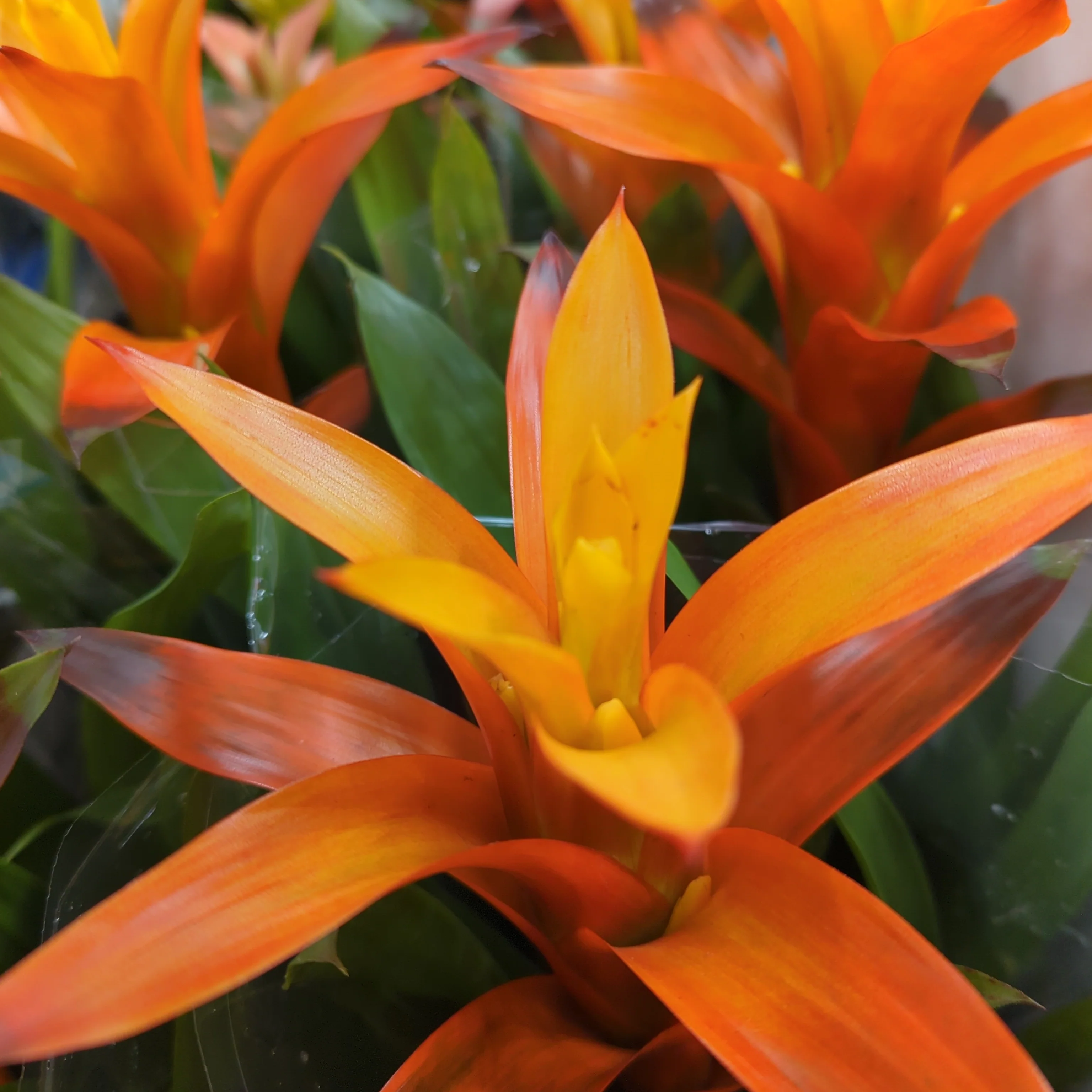 Flowering Bromeliad | Guzmania | Various Colours - Image 18