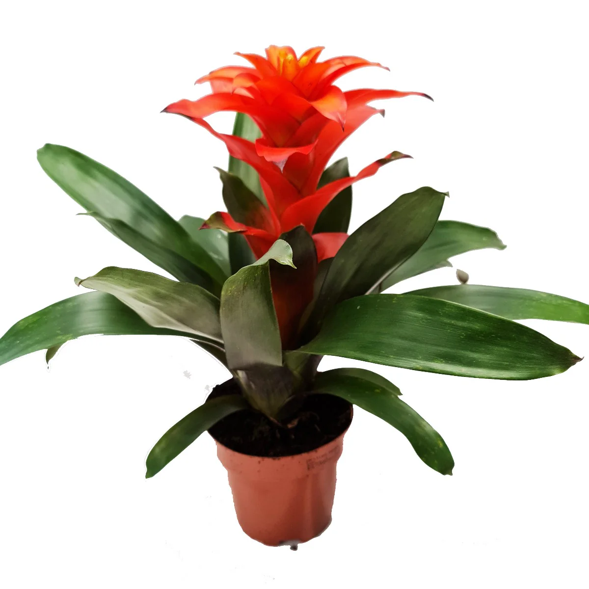 Flowering Bromeliad | Guzmania | Various Colours - Image 2