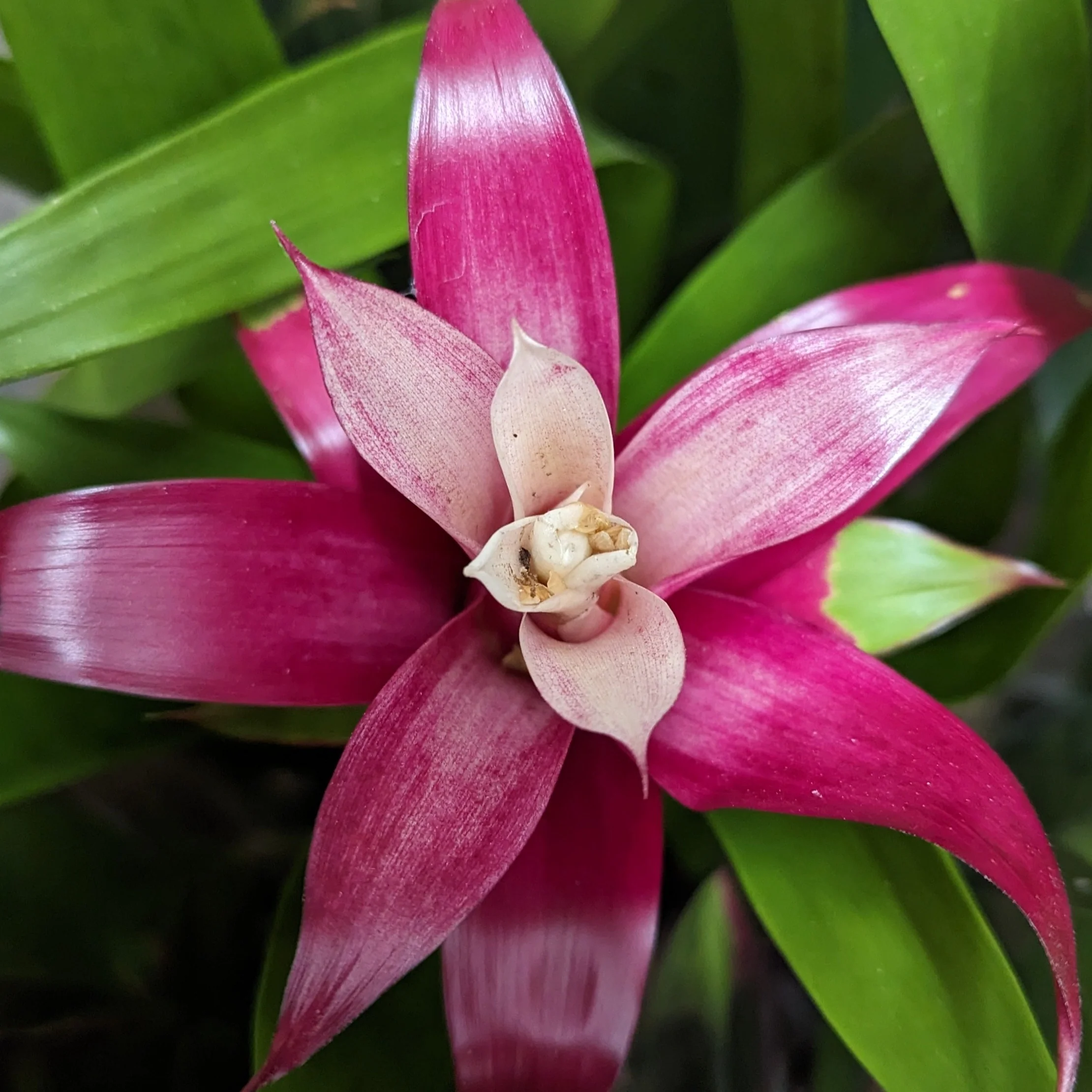Flowering Bromeliad | Guzmania | Various Colours - Image 20