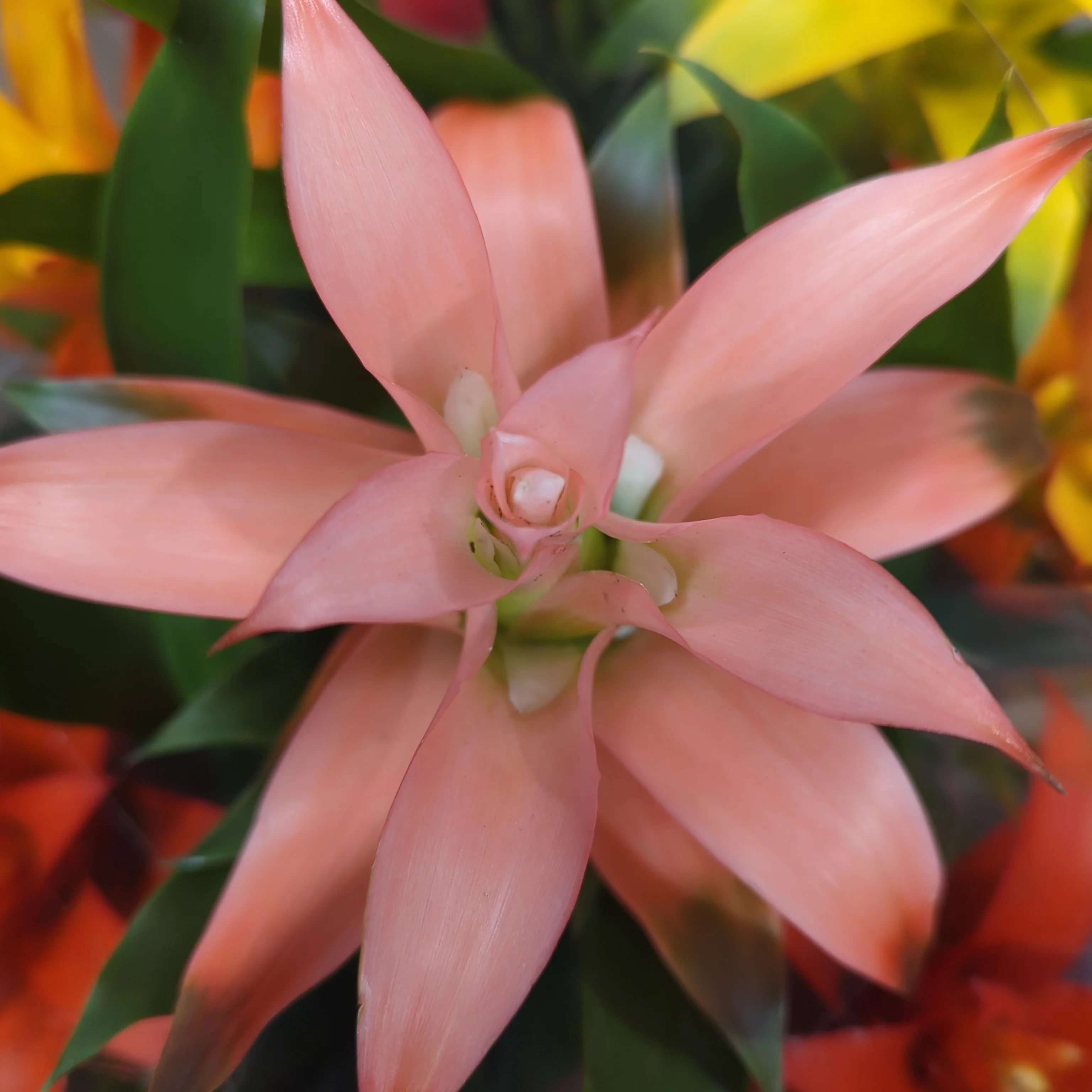 Flowering Bromeliad | Guzmania | Various Colours - Image 3