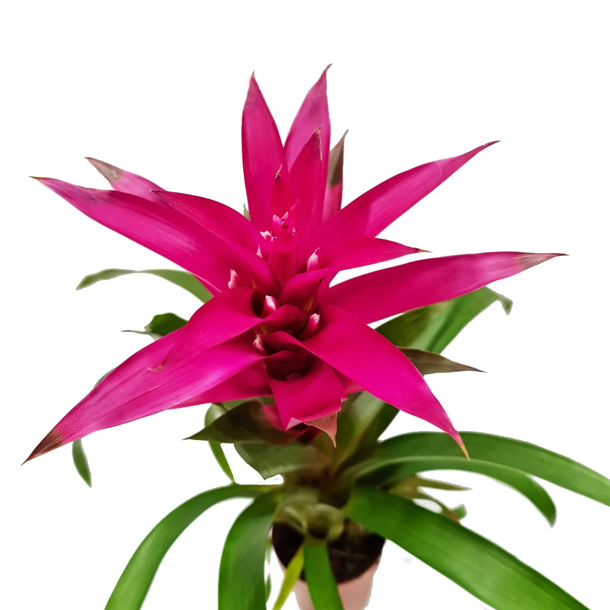 Flowering Bromeliad | Guzmania | Various Colours - Image 4