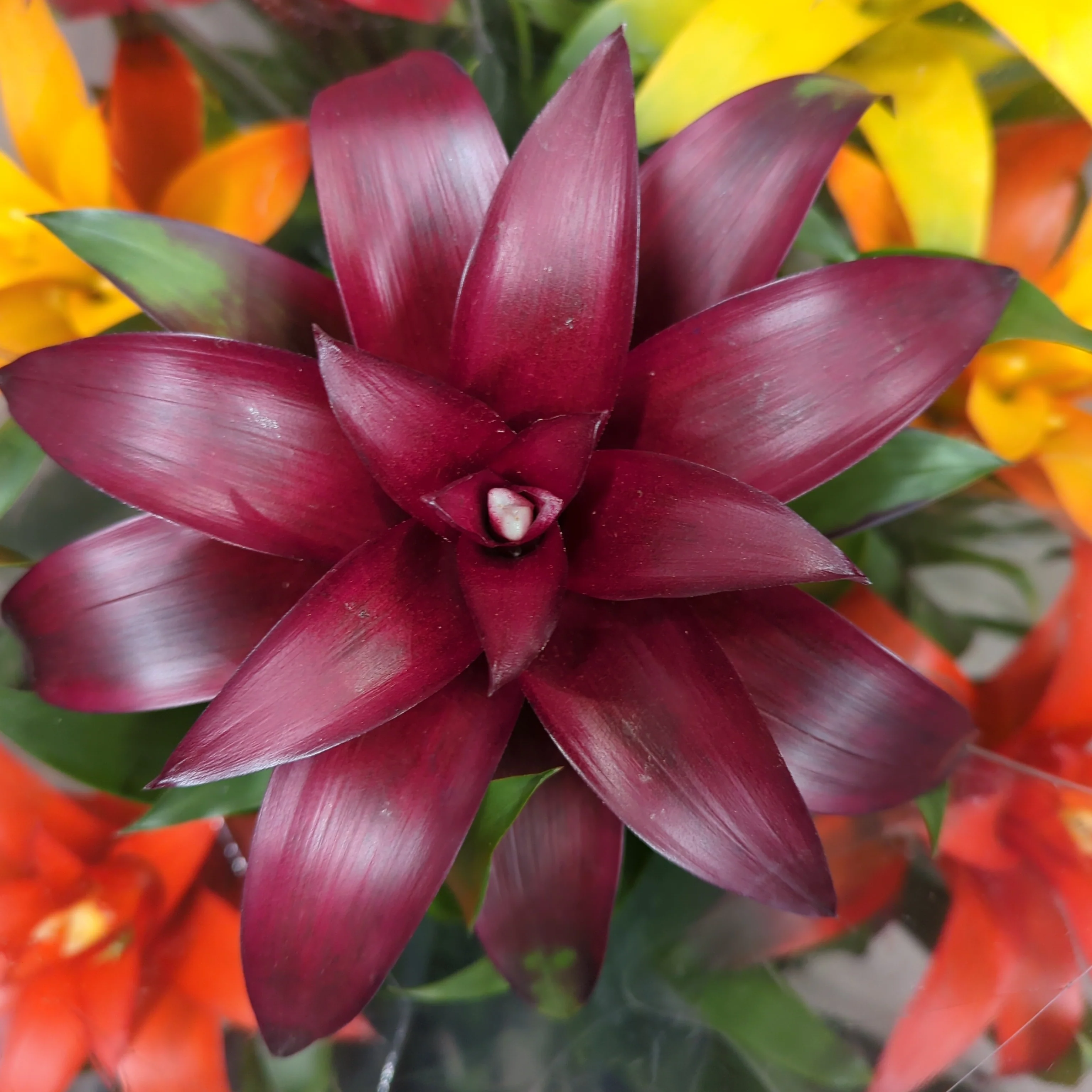 Flowering Bromeliad | Guzmania | Various Colours - Image 5