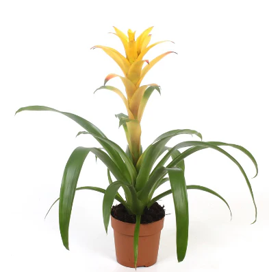 Flowering Bromeliad | Guzmania | Various Colours - Image 6