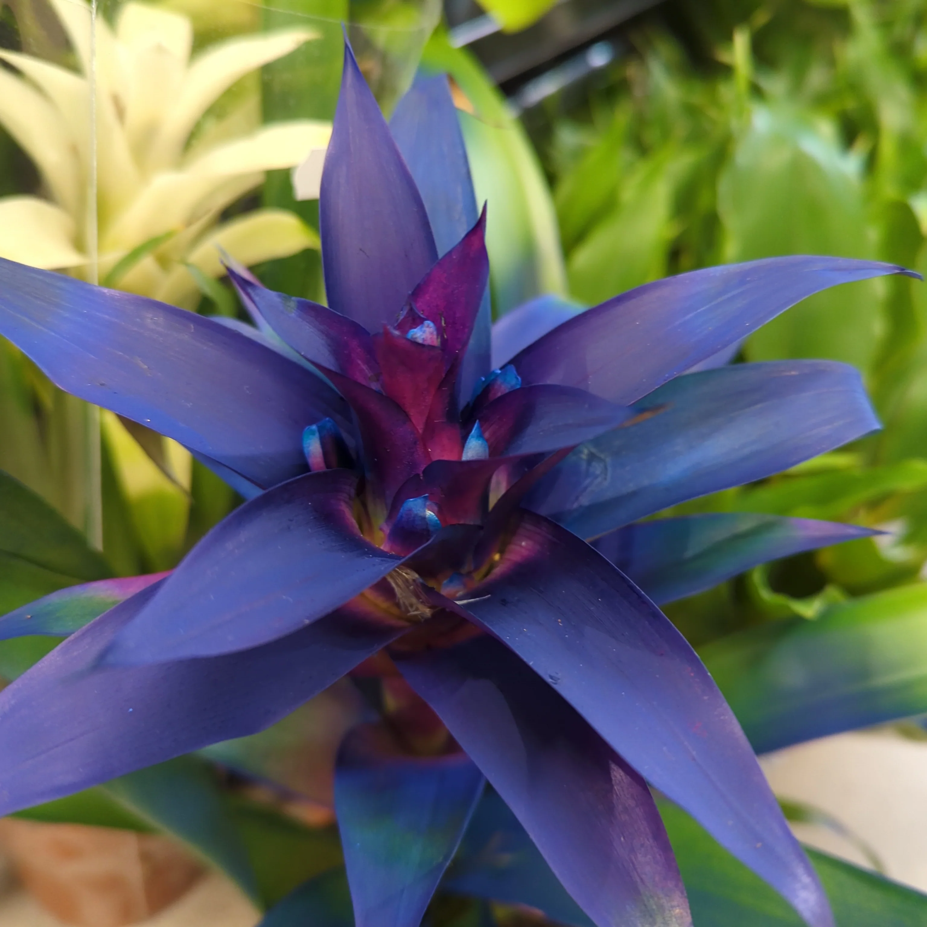 Flowering Bromeliad | Guzmania | Various Colours - Image 7
