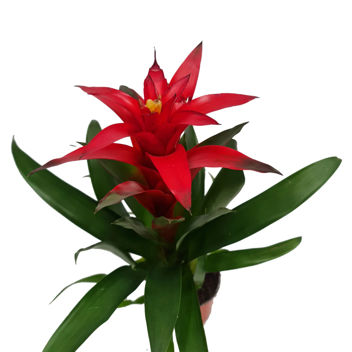 Flowering Bromeliad | Guzmania | Various Colours - Image 8