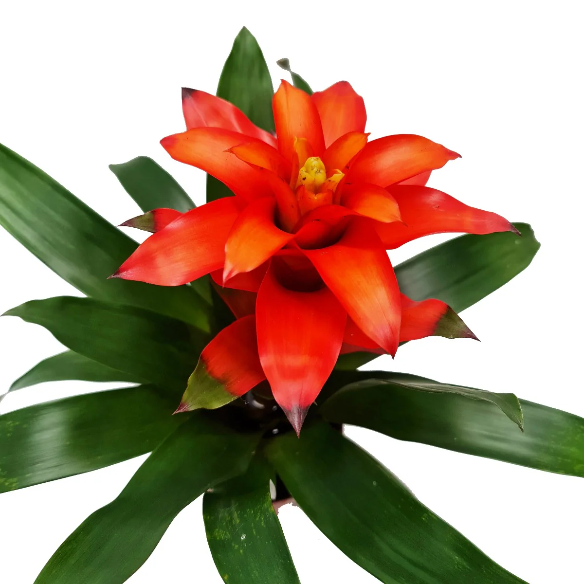 Flowering Bromeliad | Guzmania | Various Colours - Image 9