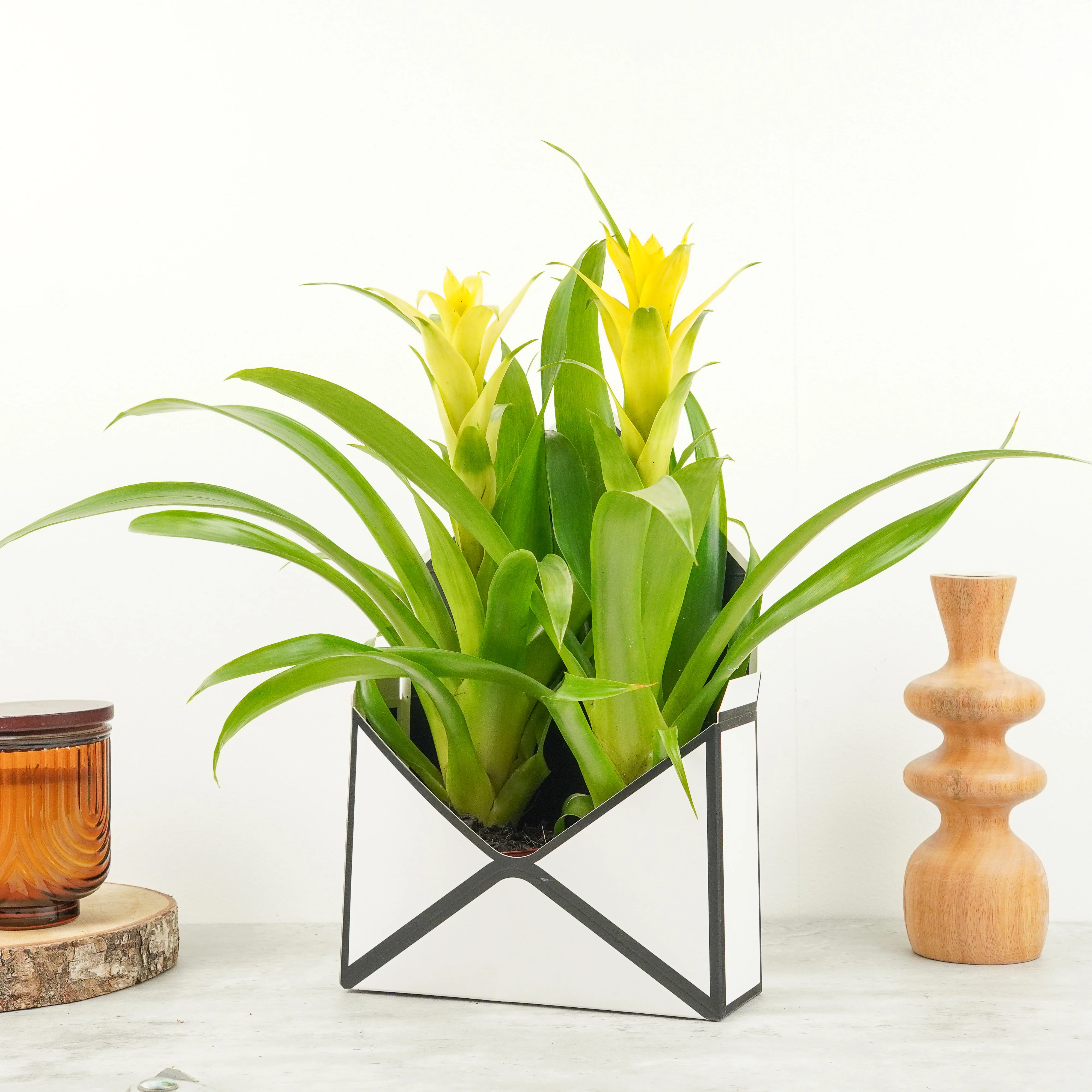 Bromeliad | Guzmania | Deseo Yellow - Image 3