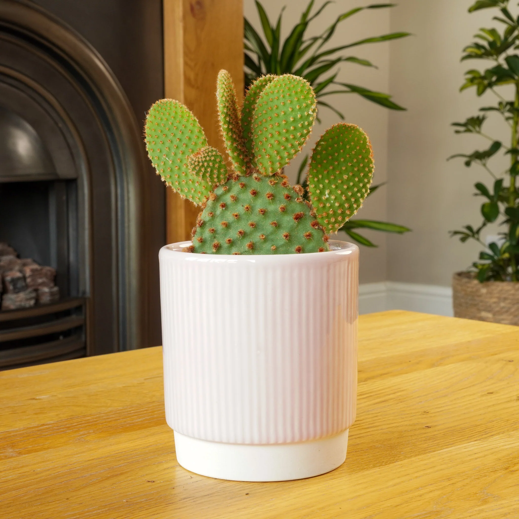 Bunny Ears Cactus | Red - Image 2