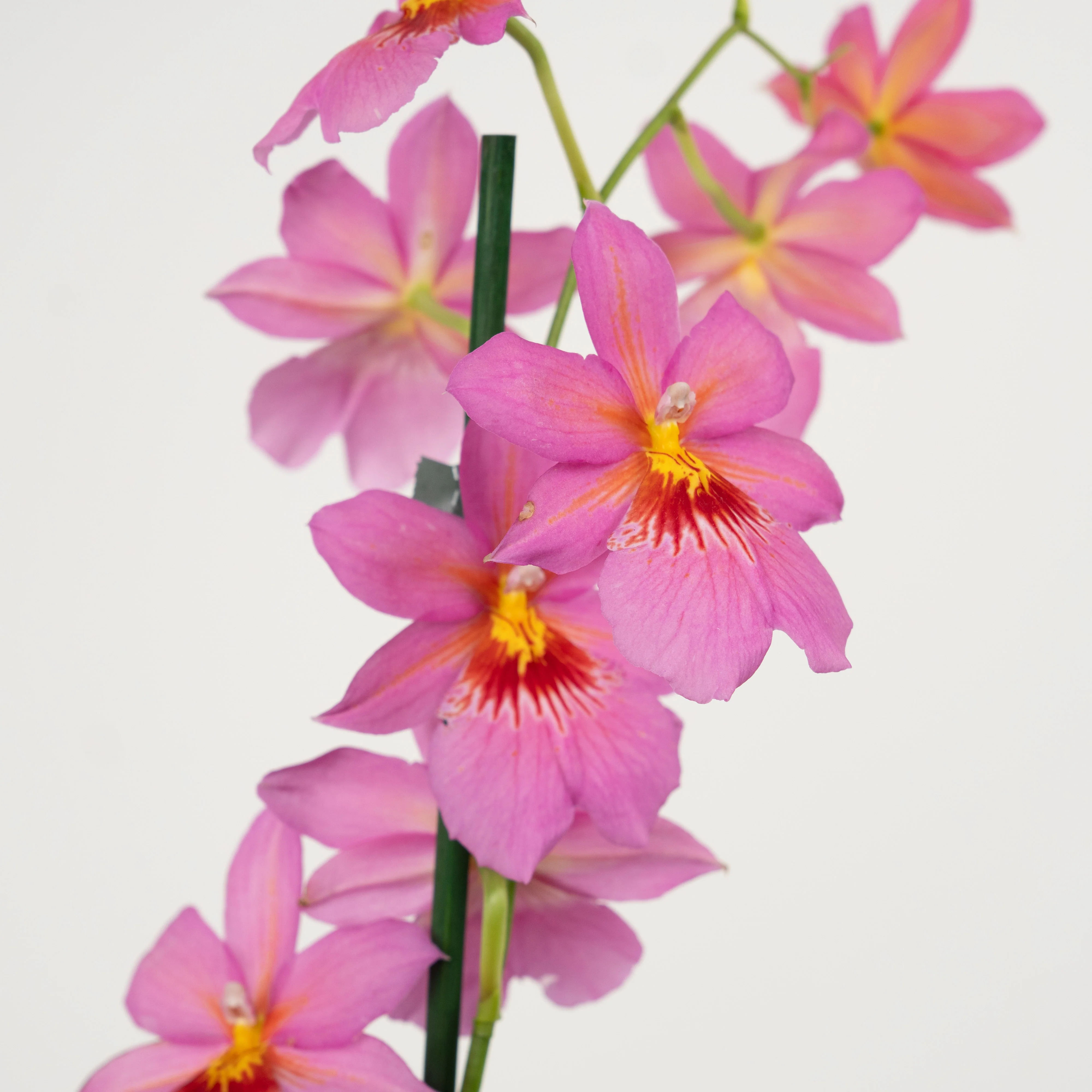 Burrageara Orchid | Nelly Isler Pink - Image 6