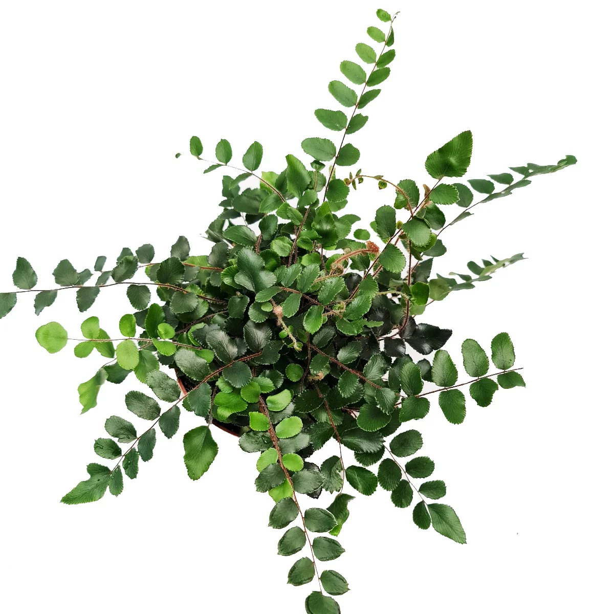 Button Fern | Hard To Find - Image 3