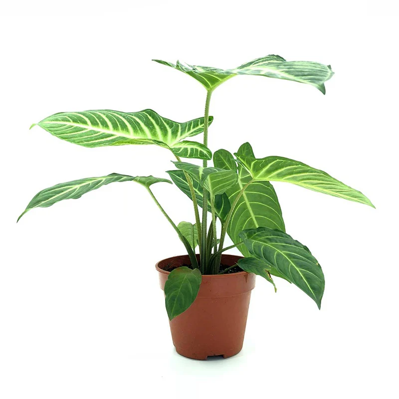 Caladium | Lindenii | Hard To Find - Image 2
