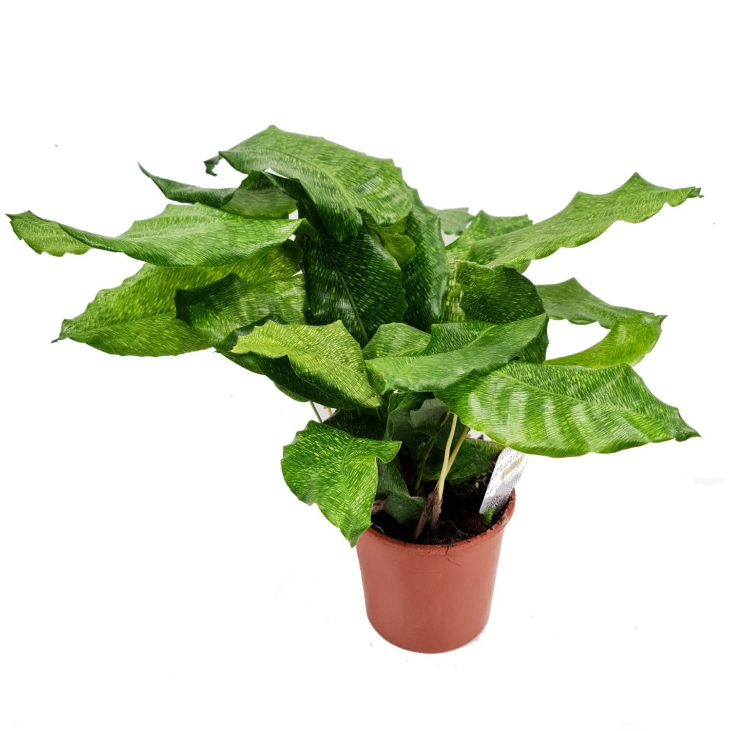 Prayer Plant | Network Mosaic - Image 4