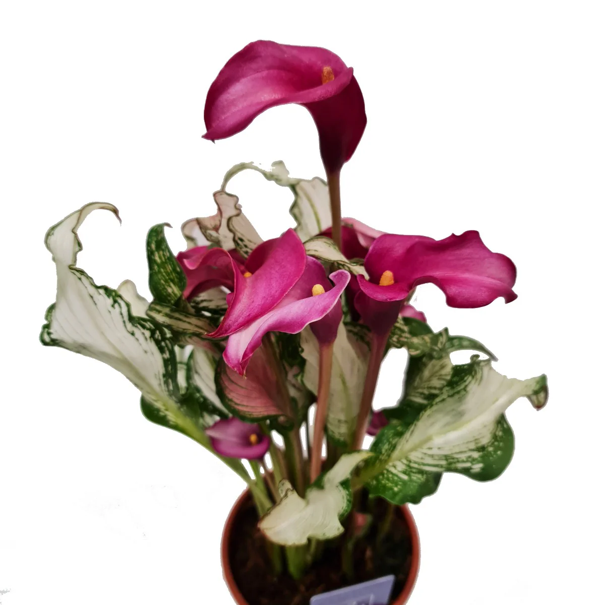 Calla Lily | Frozen Queen | Rare Plant - Image 3