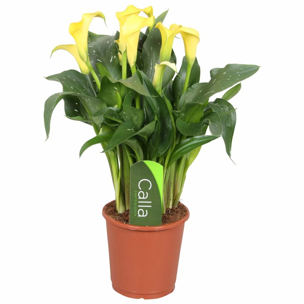 Calla Lily | Sunclub - Image 2