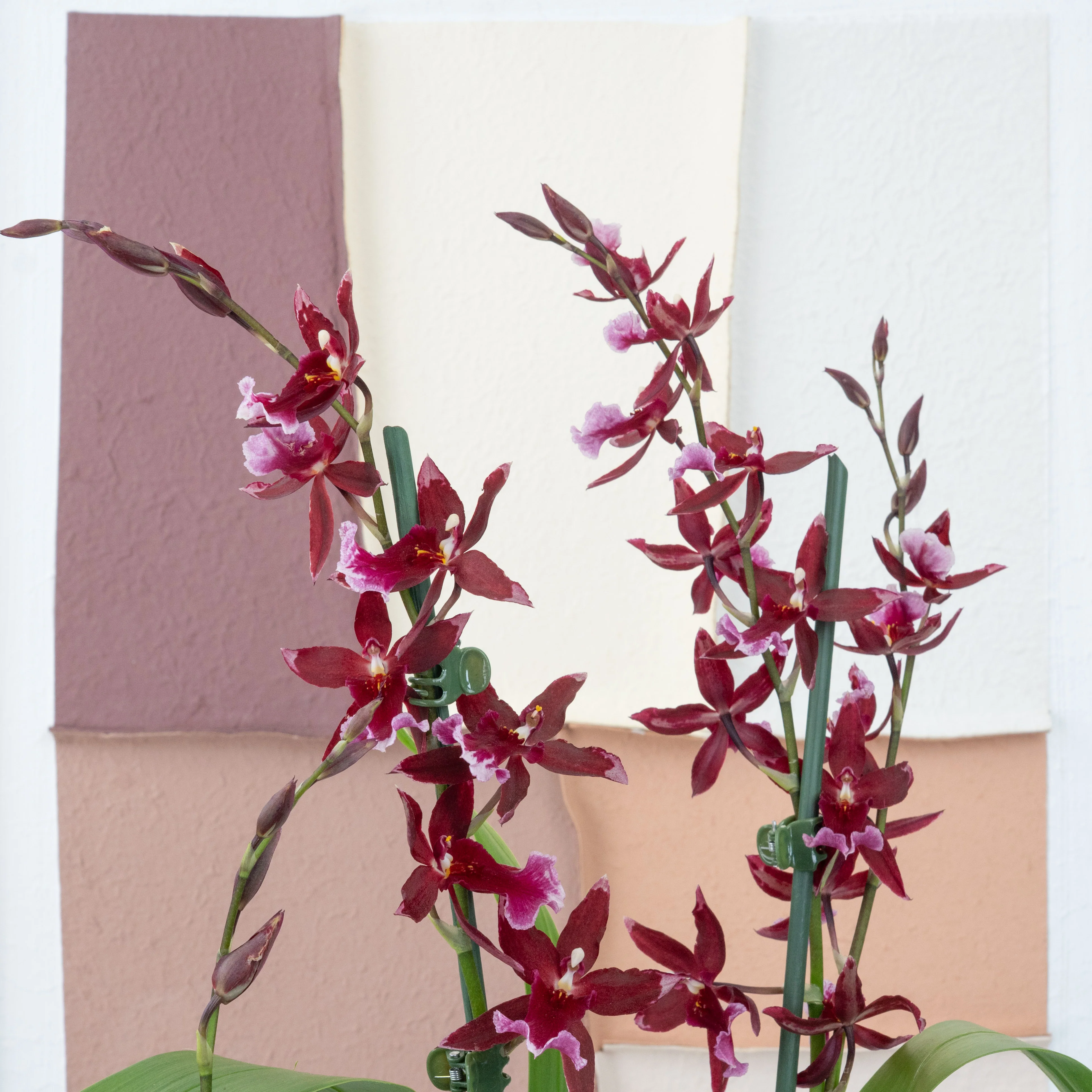 Cambria Orchid |  Barrocco Red - Image 3