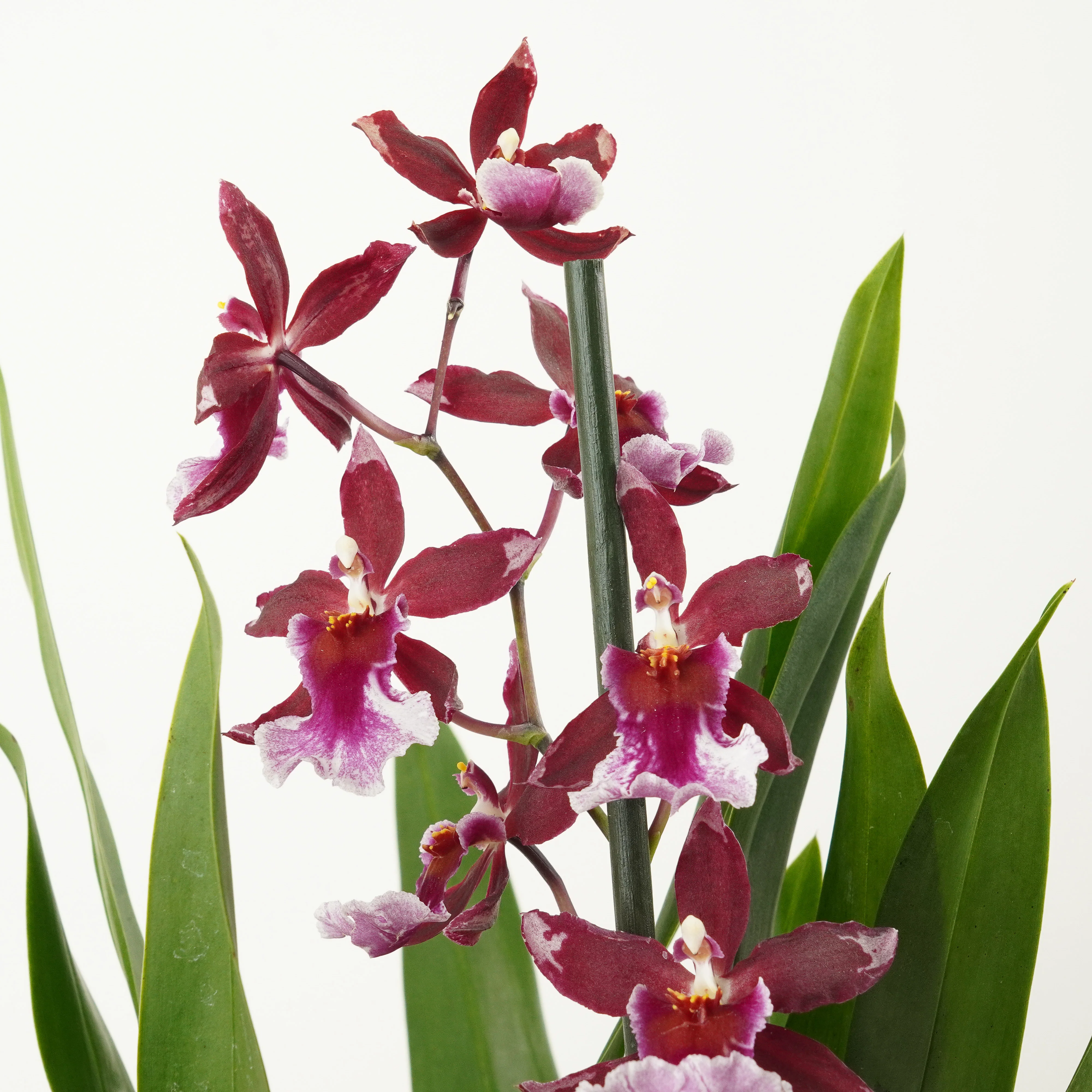 Cambria Orchid |  Barrocco Red - Image 4
