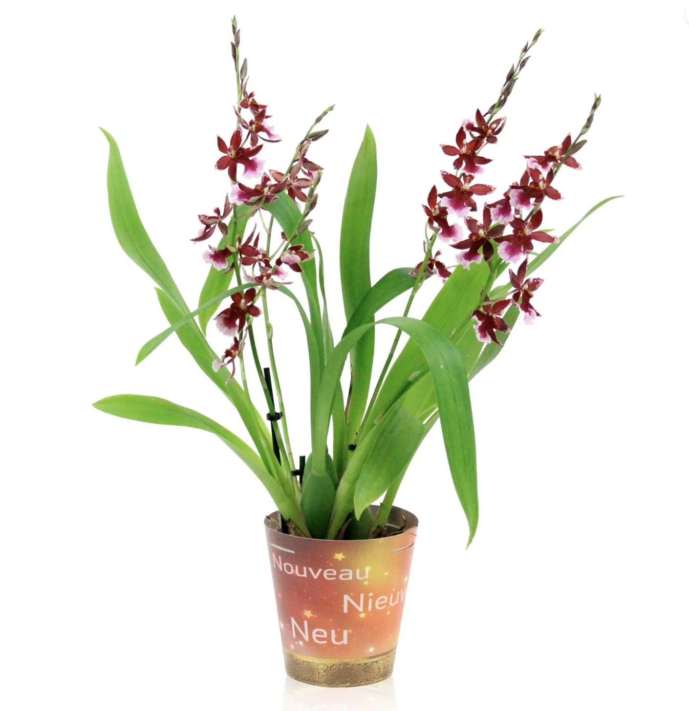Cambria Orchid |  Barrocco Red - Image 5