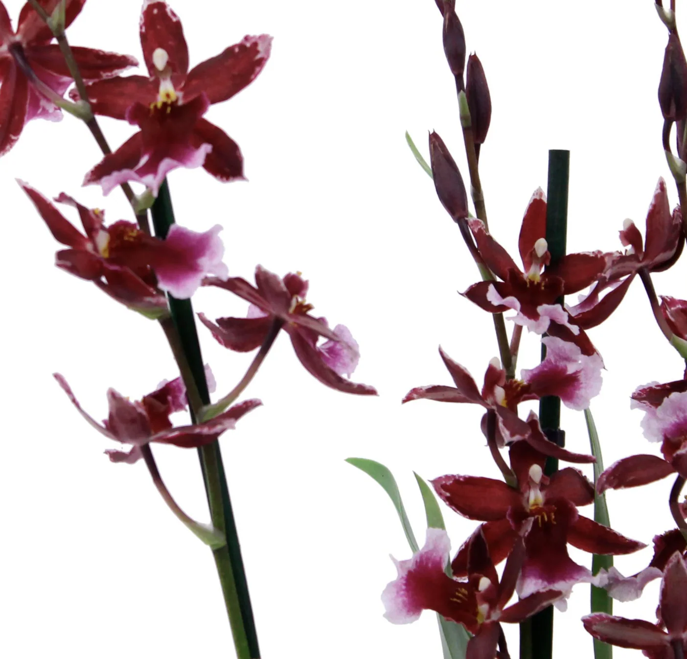 Cambria Orchid |  Barrocco Red - Image 6