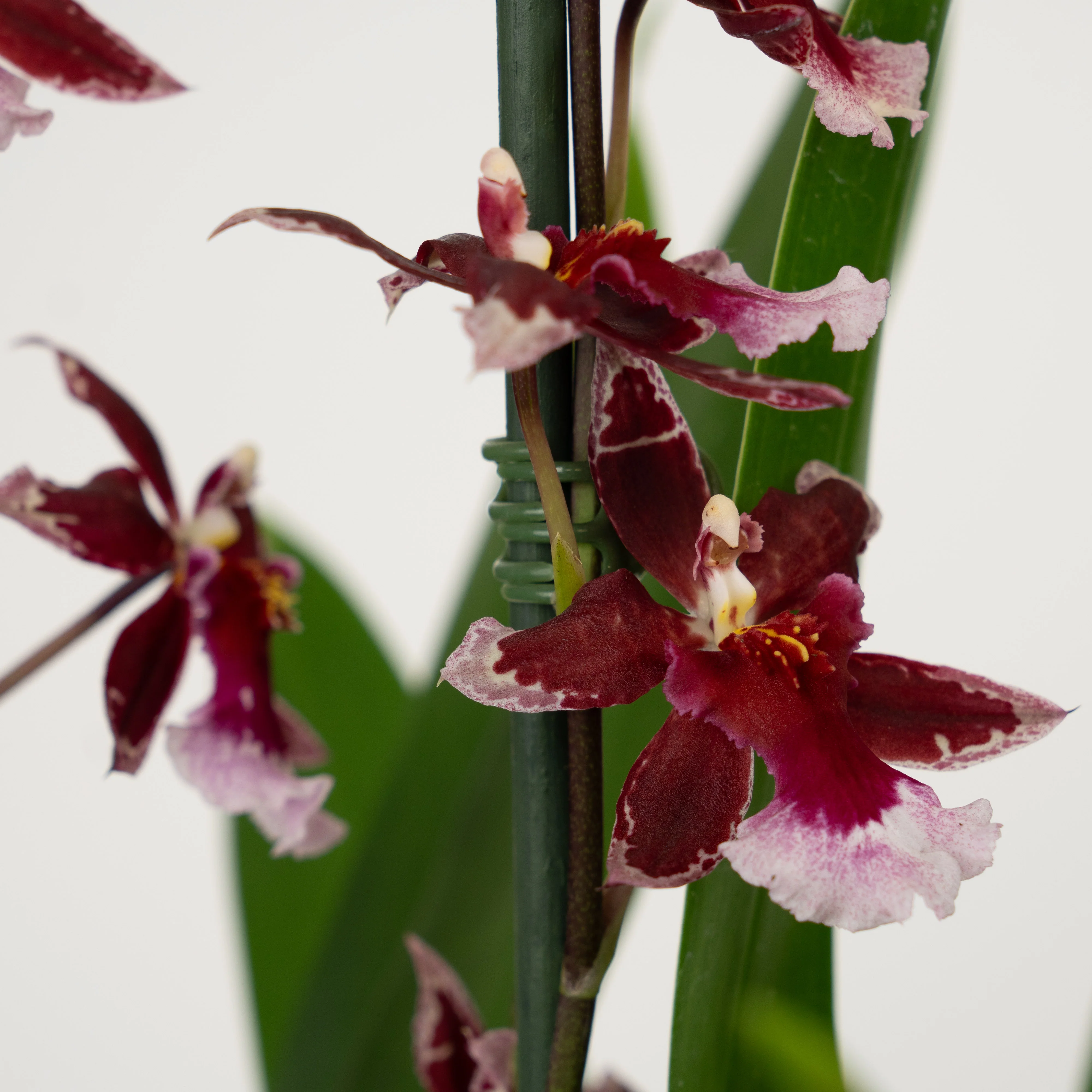 Cambria Orchid |  Barrocco Red - Image 7