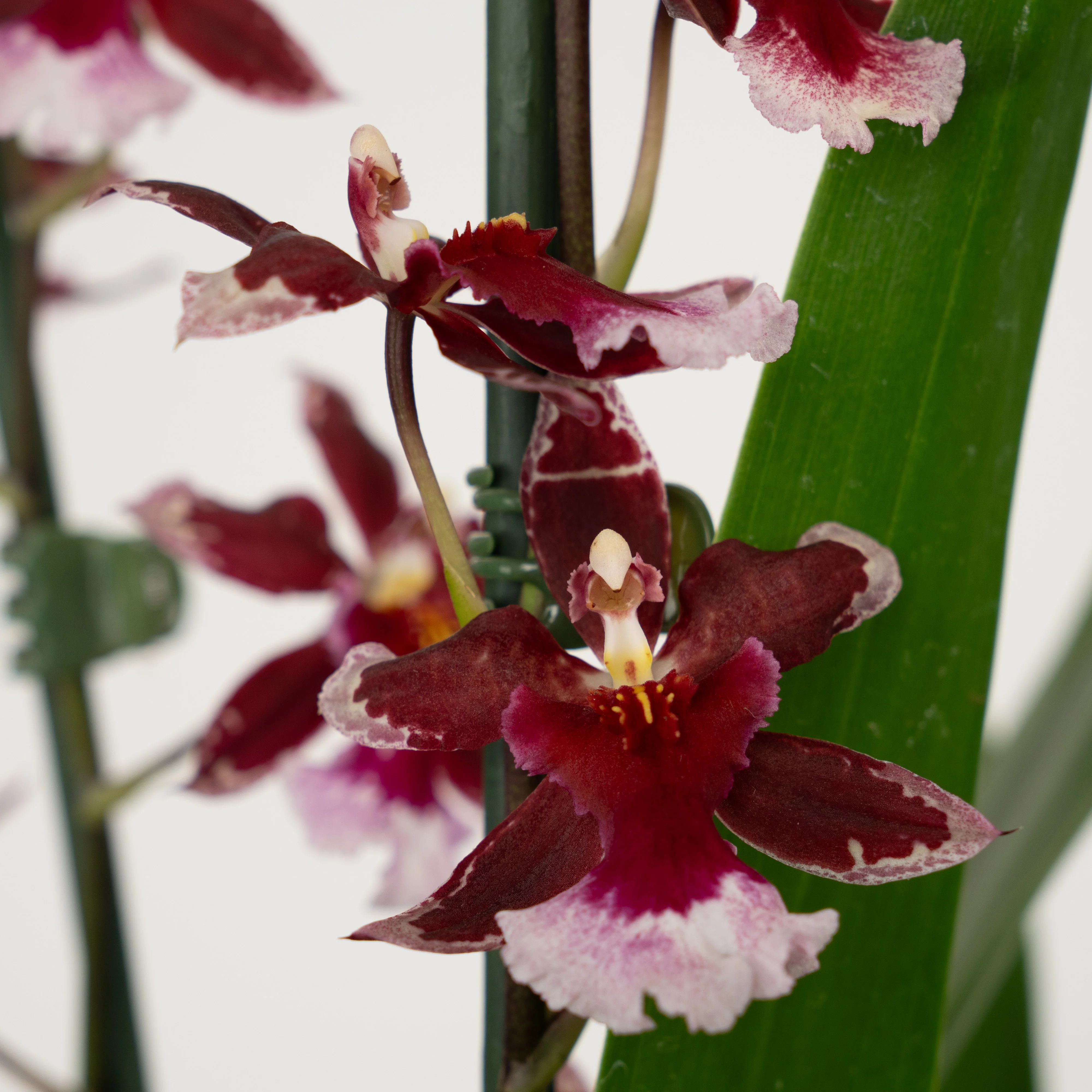 Cambria Orchid |  Barrocco Red - Image 8