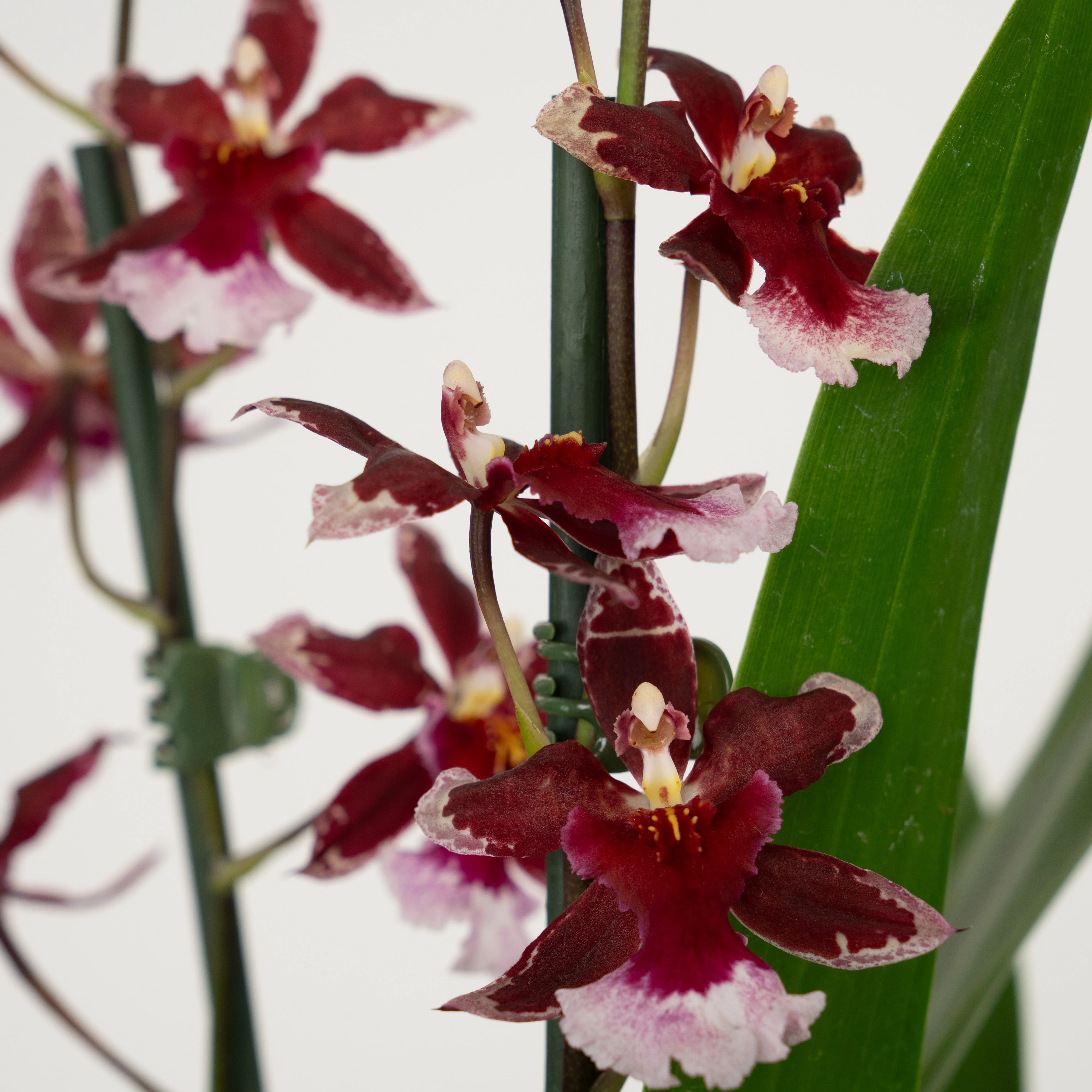 Cambria Orchid |  Barrocco Red - Image 9
