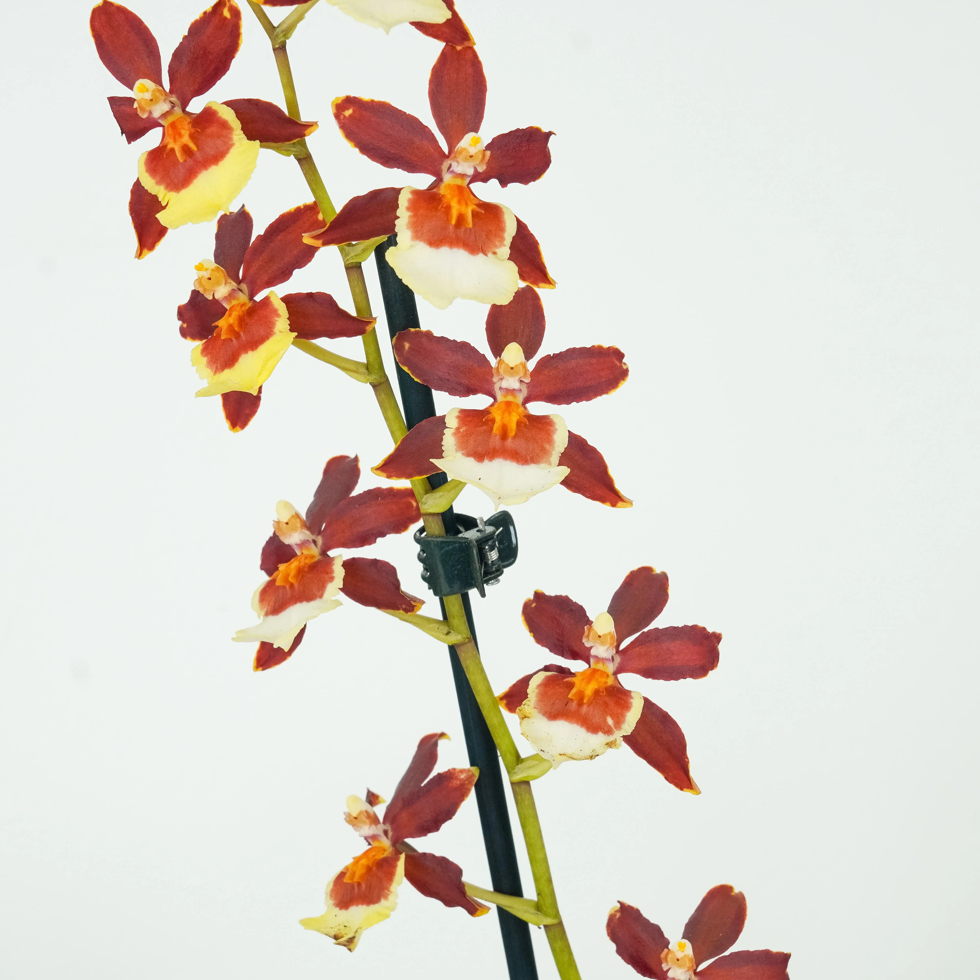 Cambria Orchid | Chocococo - Image 3