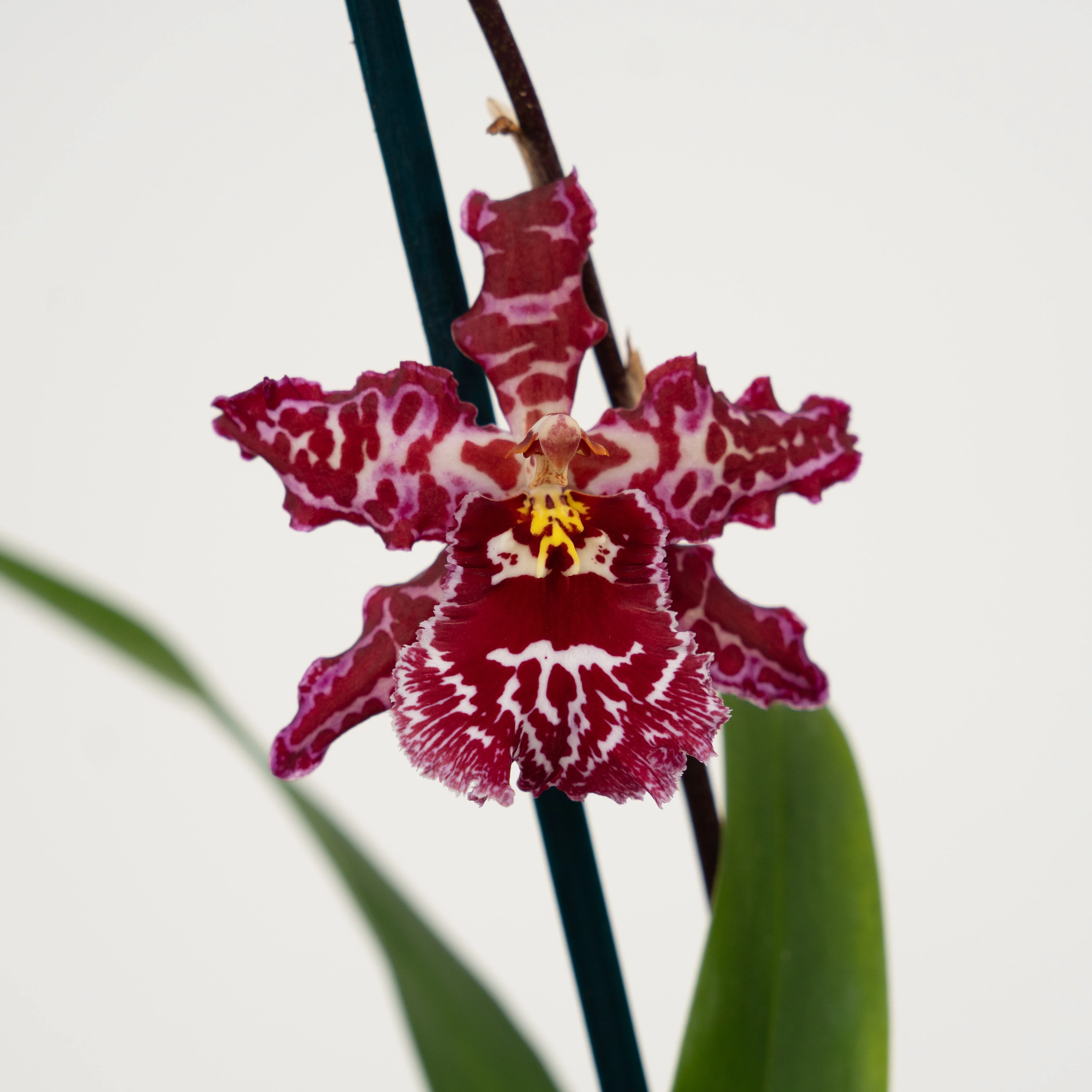 Cambria Orchid | Mulled Wine - Image 2