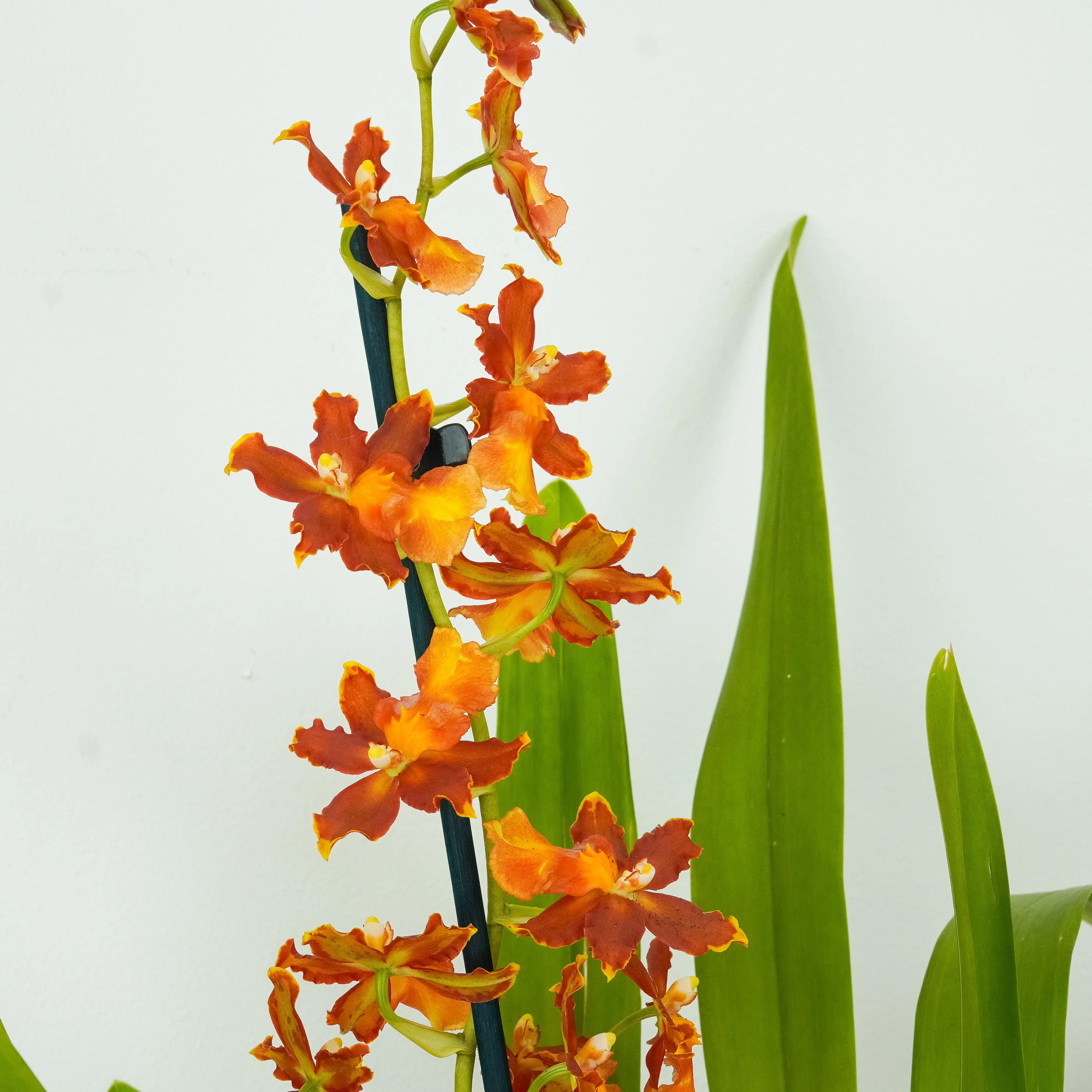 Cambria Orchid | Peru