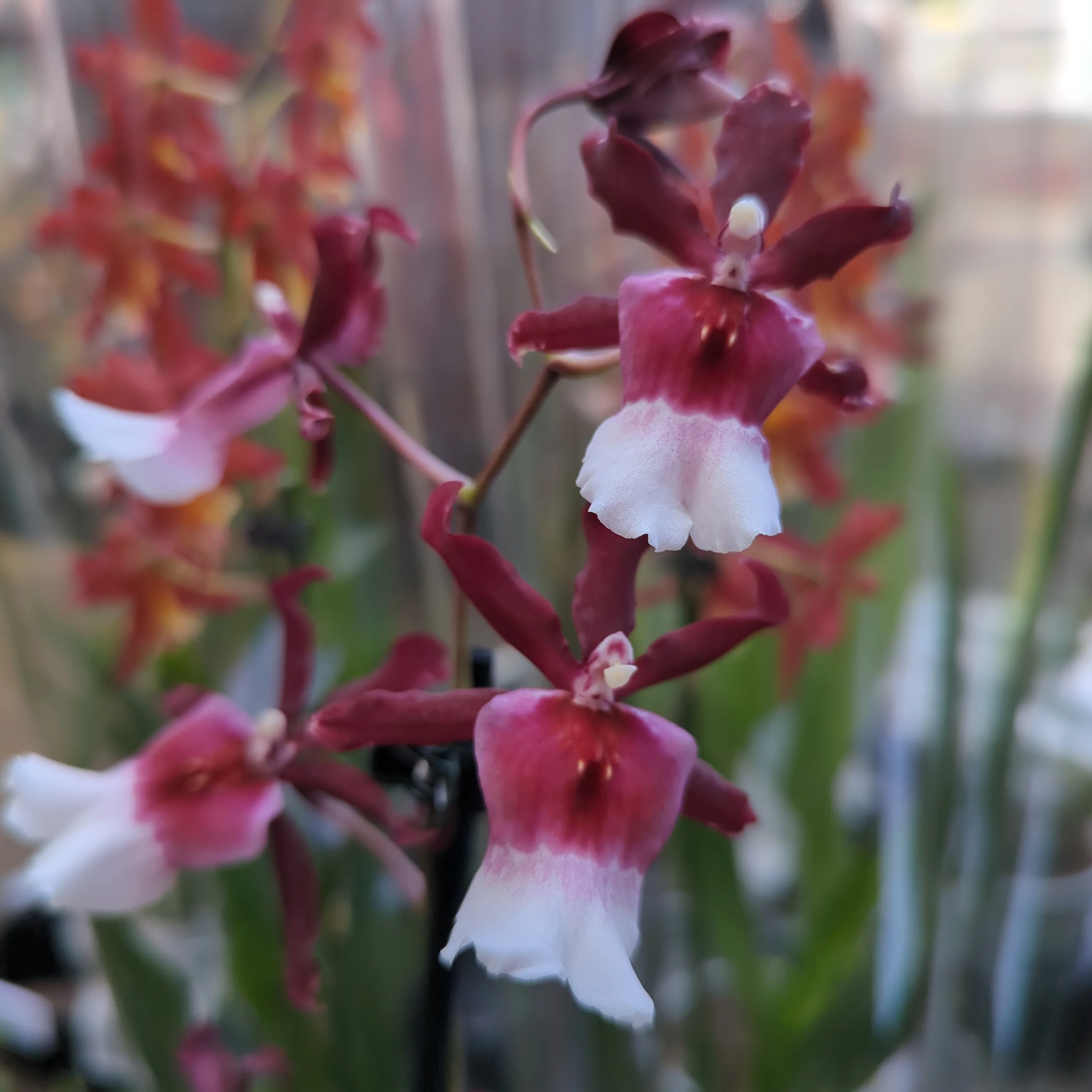 Cambria Orchid | Renaissance | Mild Fragrance - Image 10