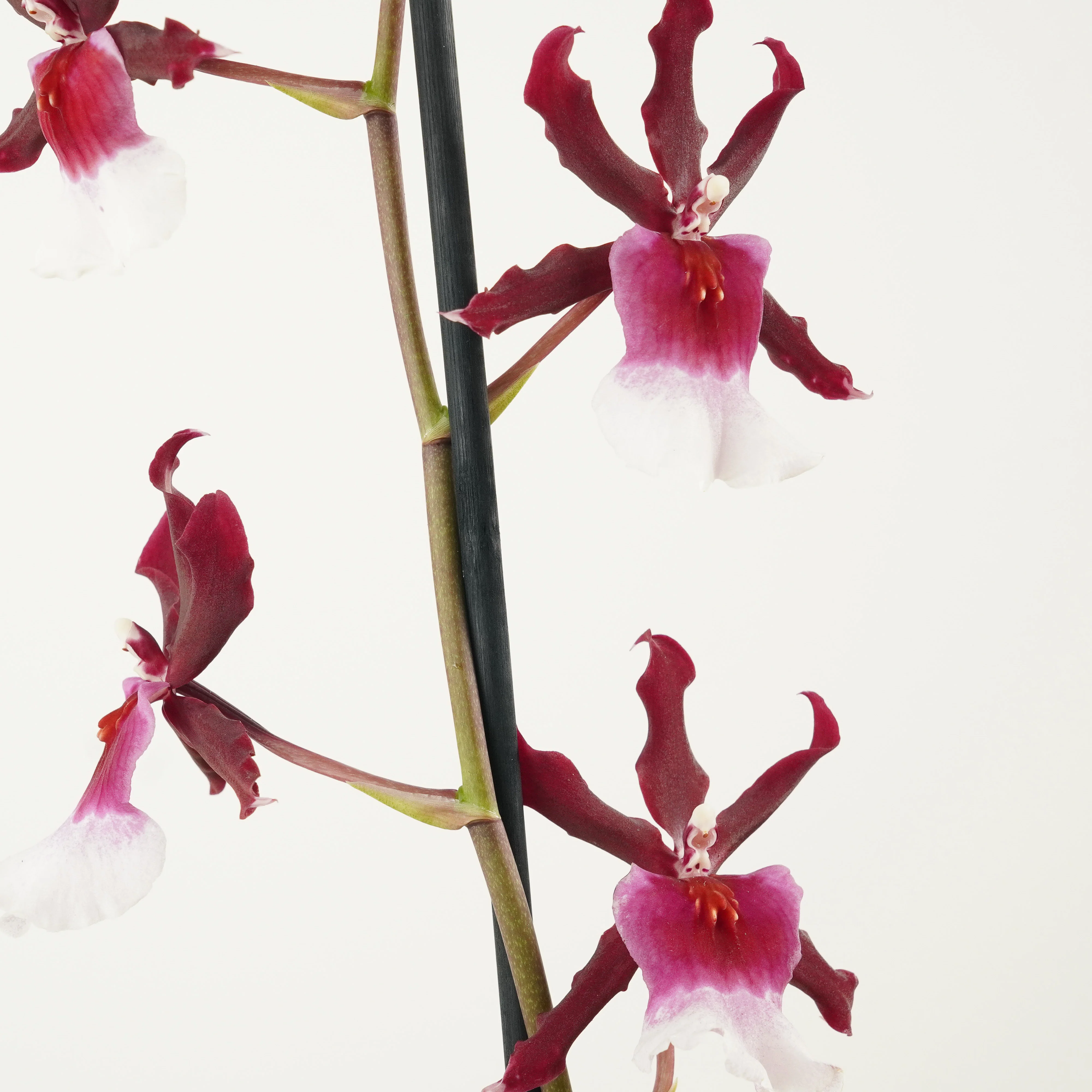 Cambria Orchid | Renaissance | Mild Fragrance - Image 3