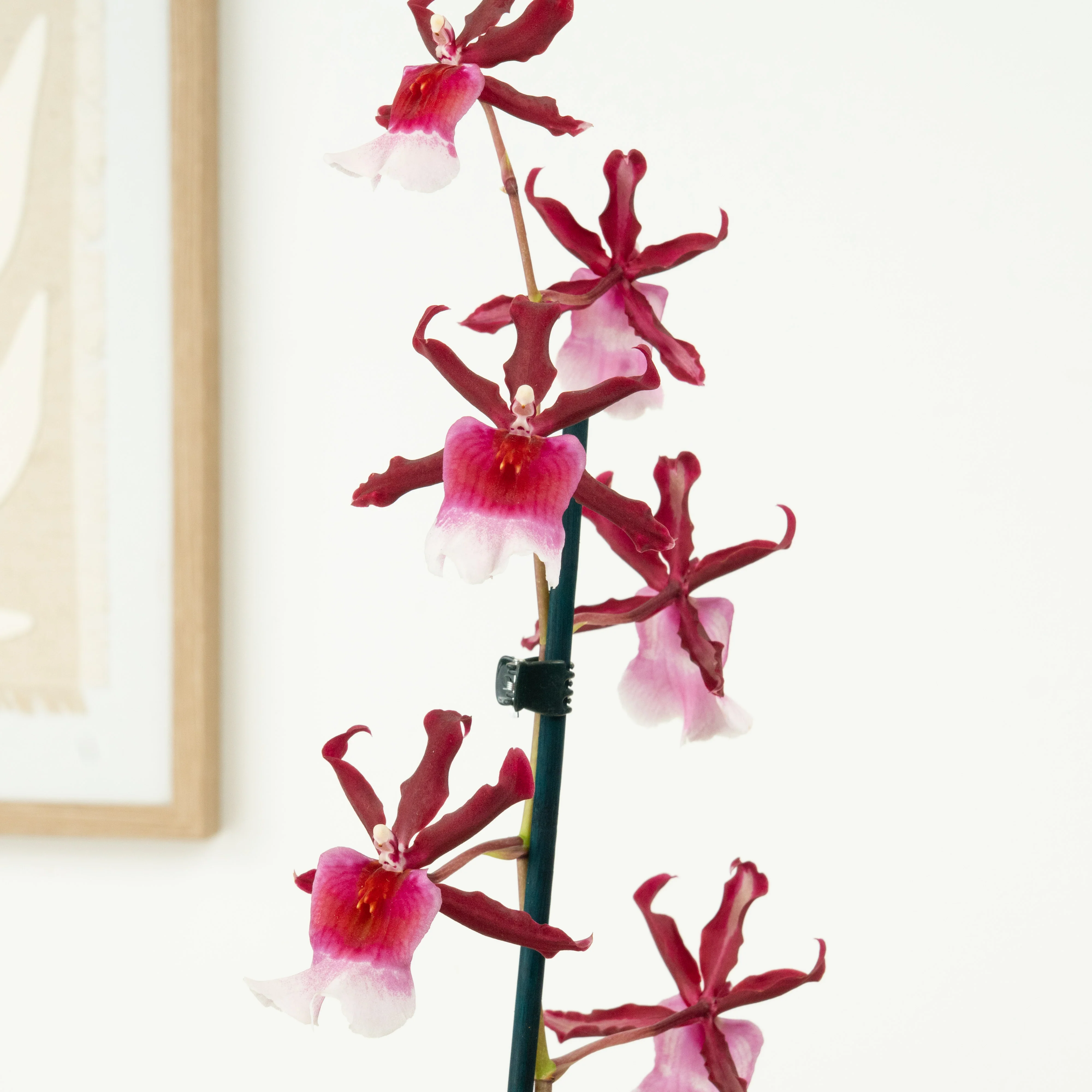 Cambria Orchid | Renaissance | Mild Fragrance - Image 4