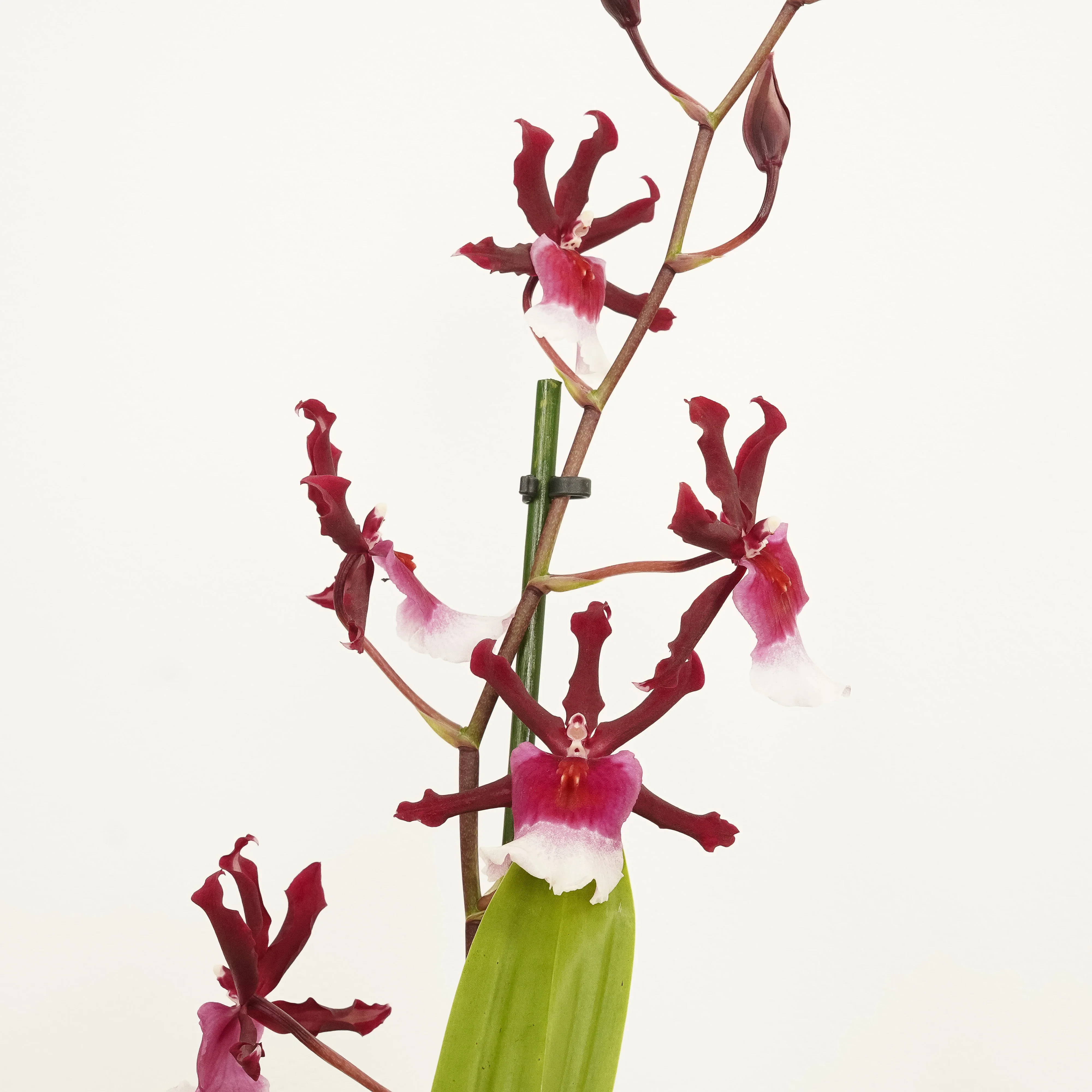 Cambria Orchid | Renaissance | Mild Fragrance - Image 5