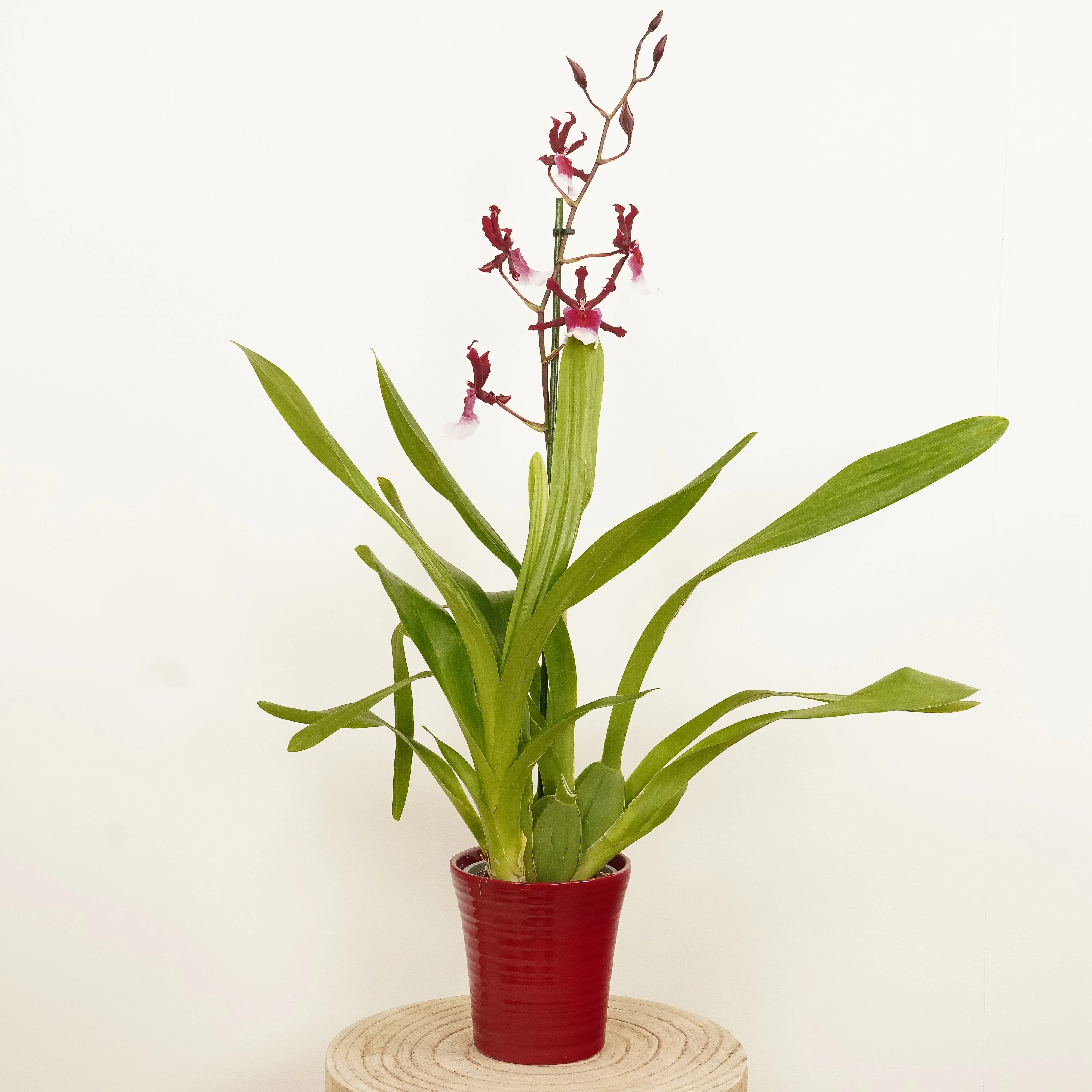 Cambria Orchid | Renaissance | Mild Fragrance - Image 6
