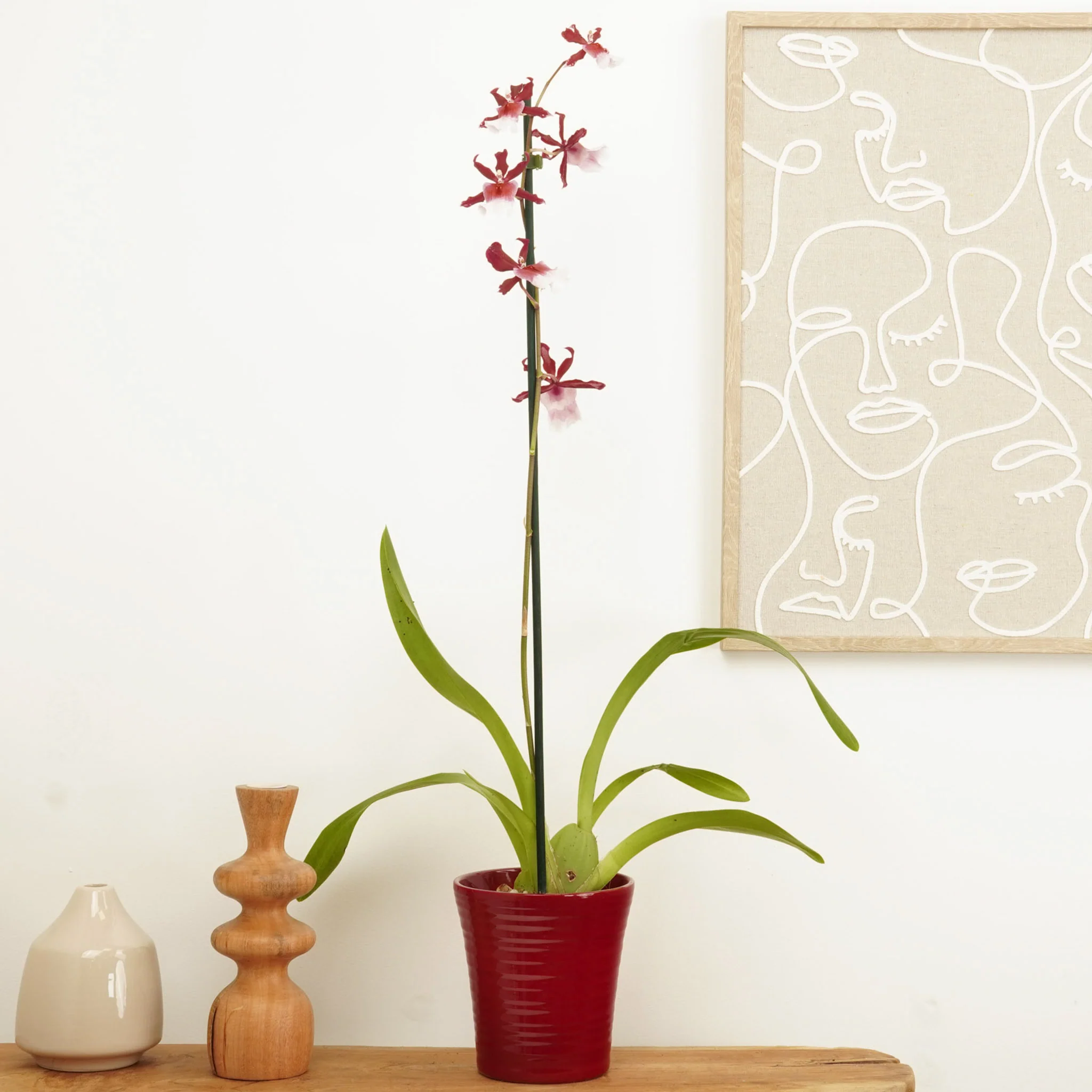 Cambria Orchid | Renaissance | Mild Fragrance - Image 7
