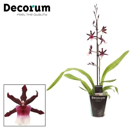 Cambria Orchid | Renaissance | Mild Fragrance - Image 8