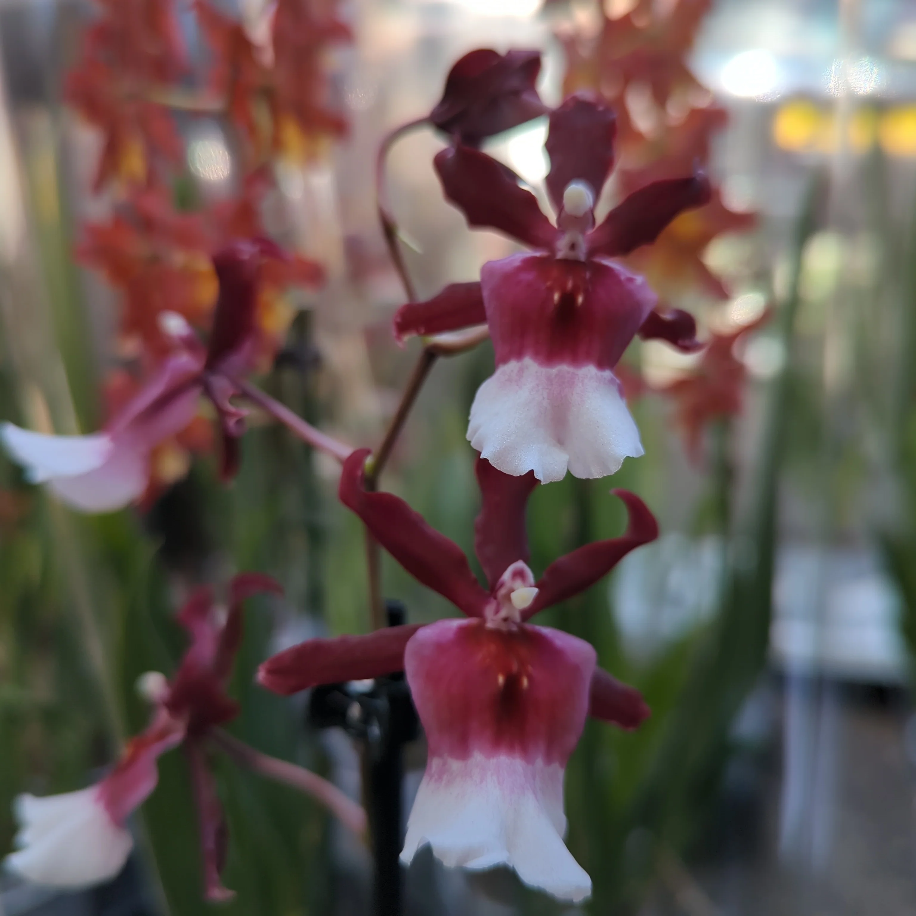 Cambria Orchid | Renaissance | Mild Fragrance - Image 9
