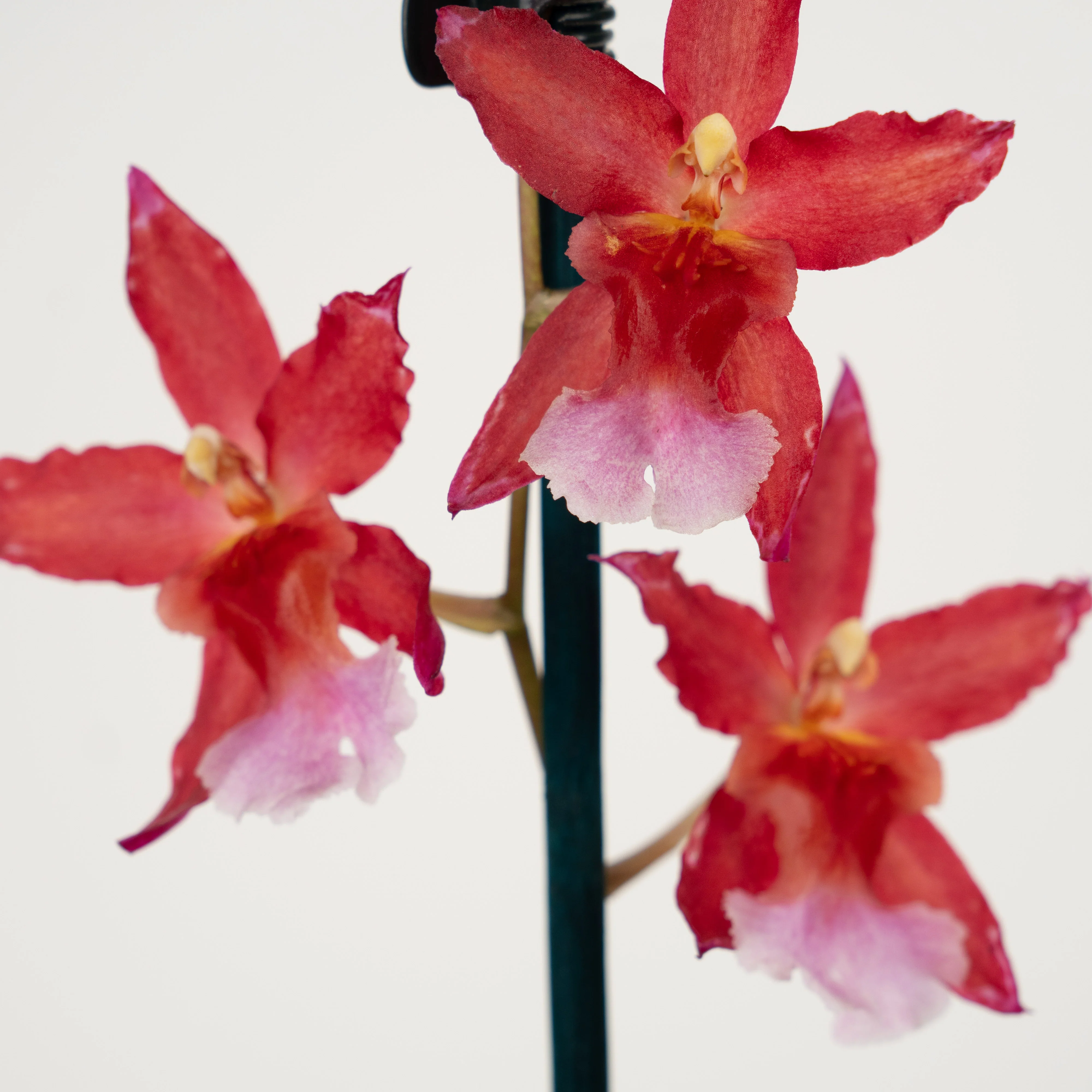 Cambria Orchid | Sparkle - Image 3