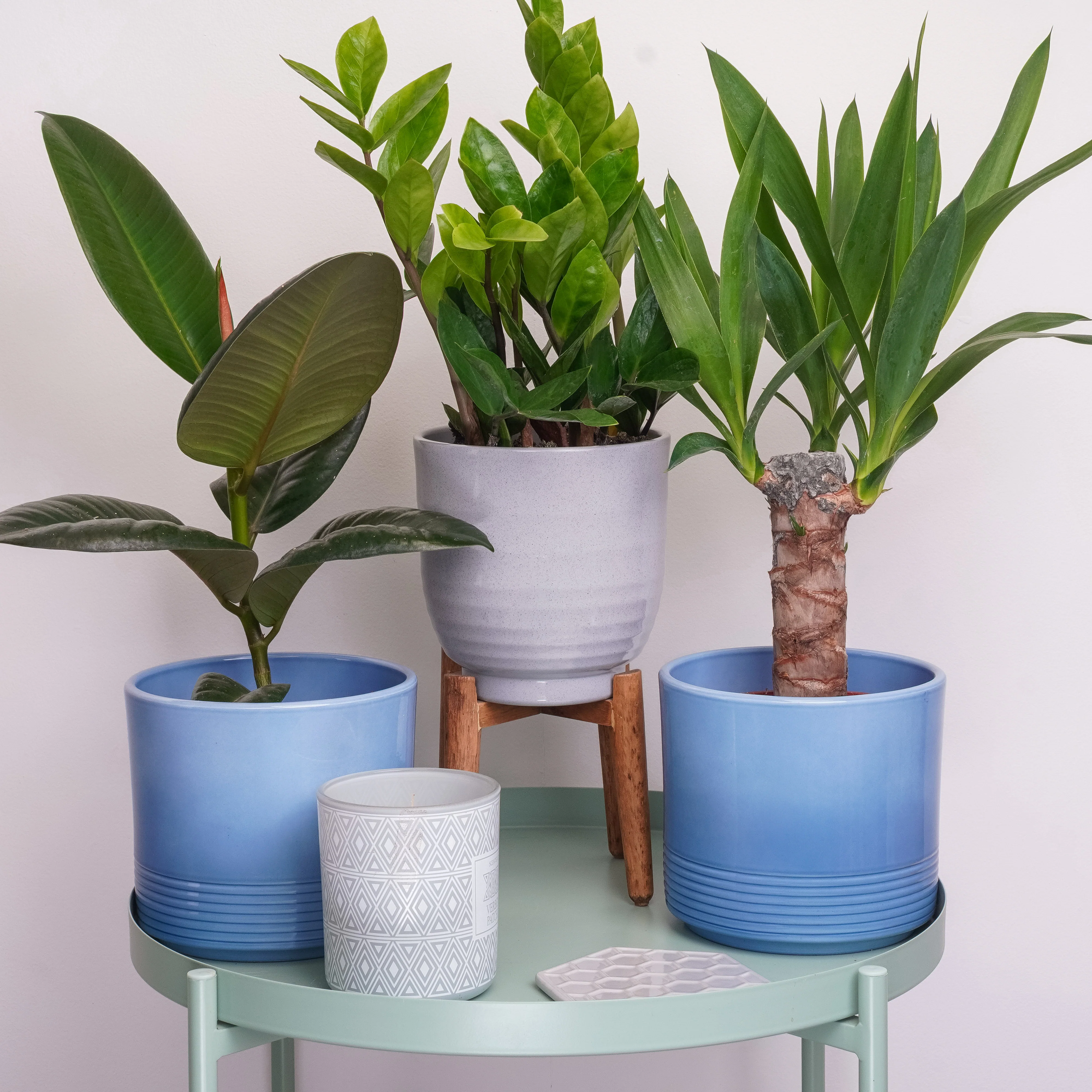 Chill Plant Lover | Plant Bundle
