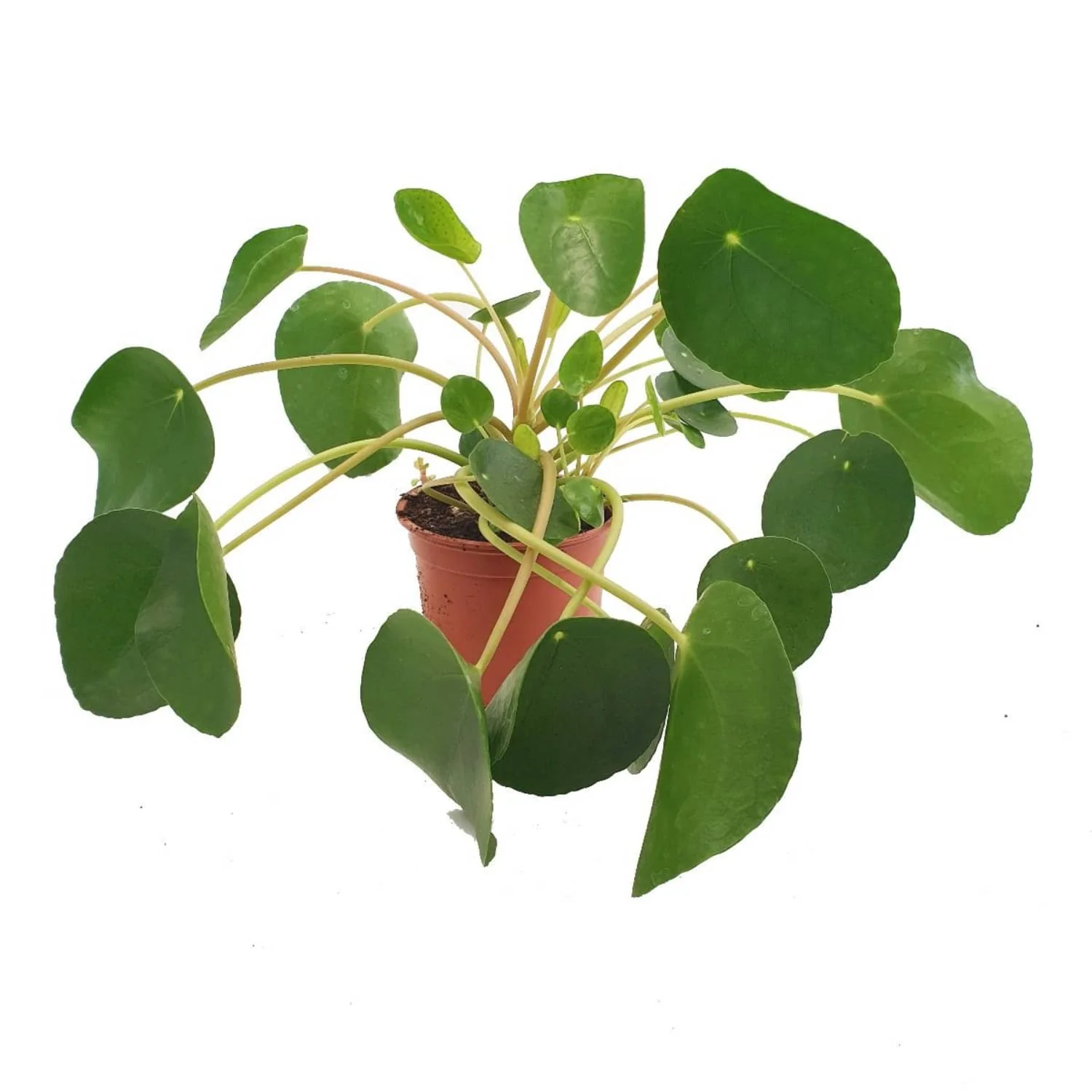 Chinese Money Plant - Image 3