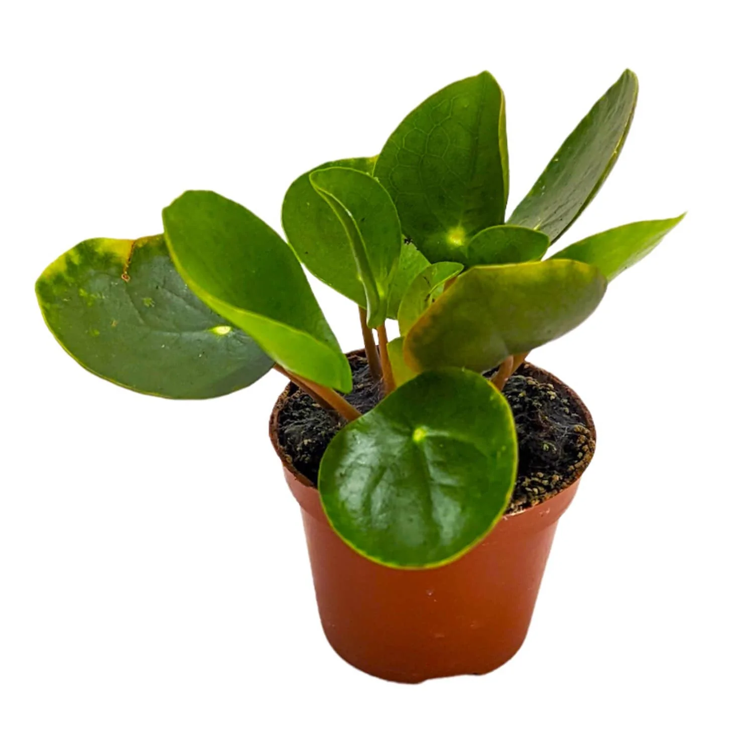 Chinese Money Plant - Image 4