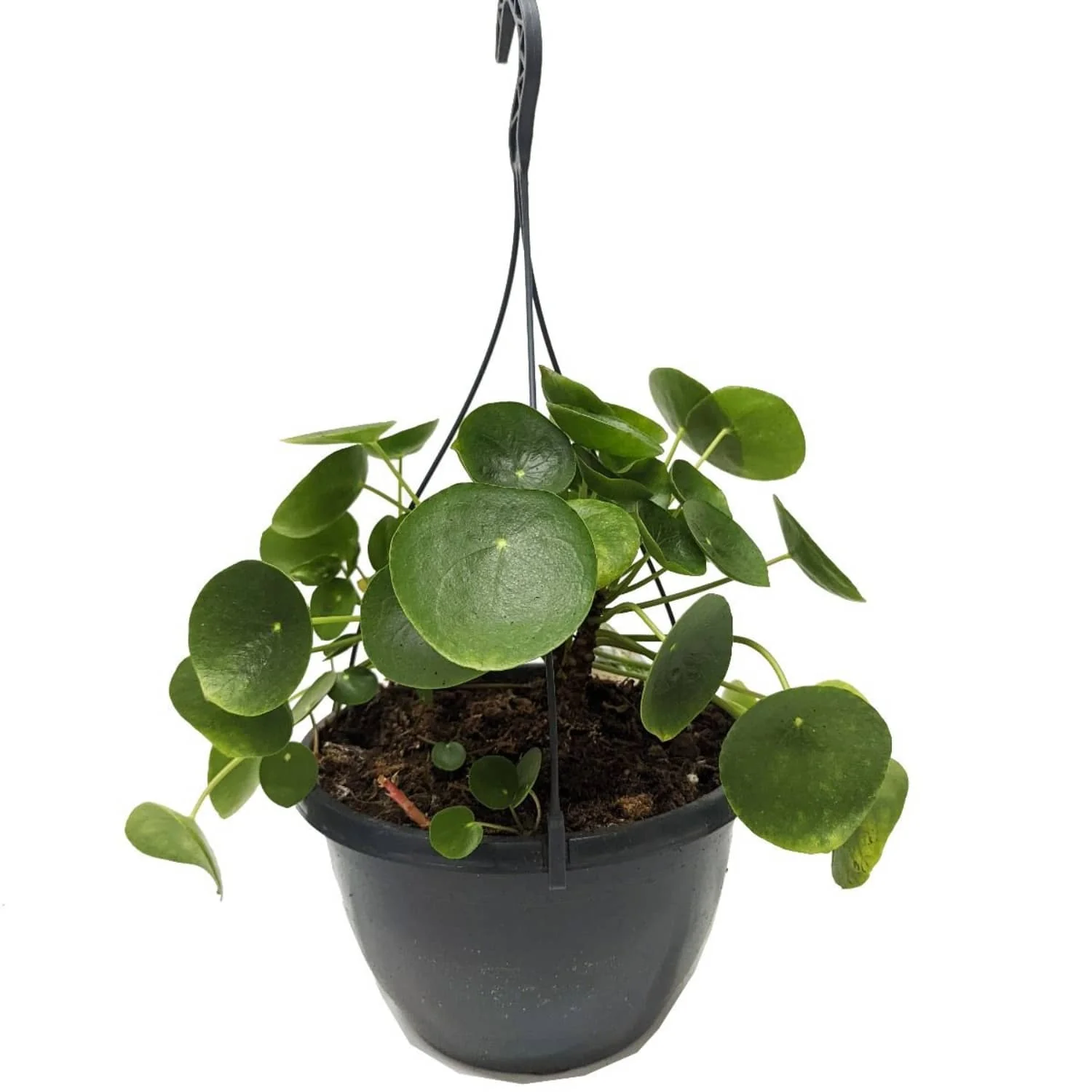 Chinese Money Plant - Image 5
