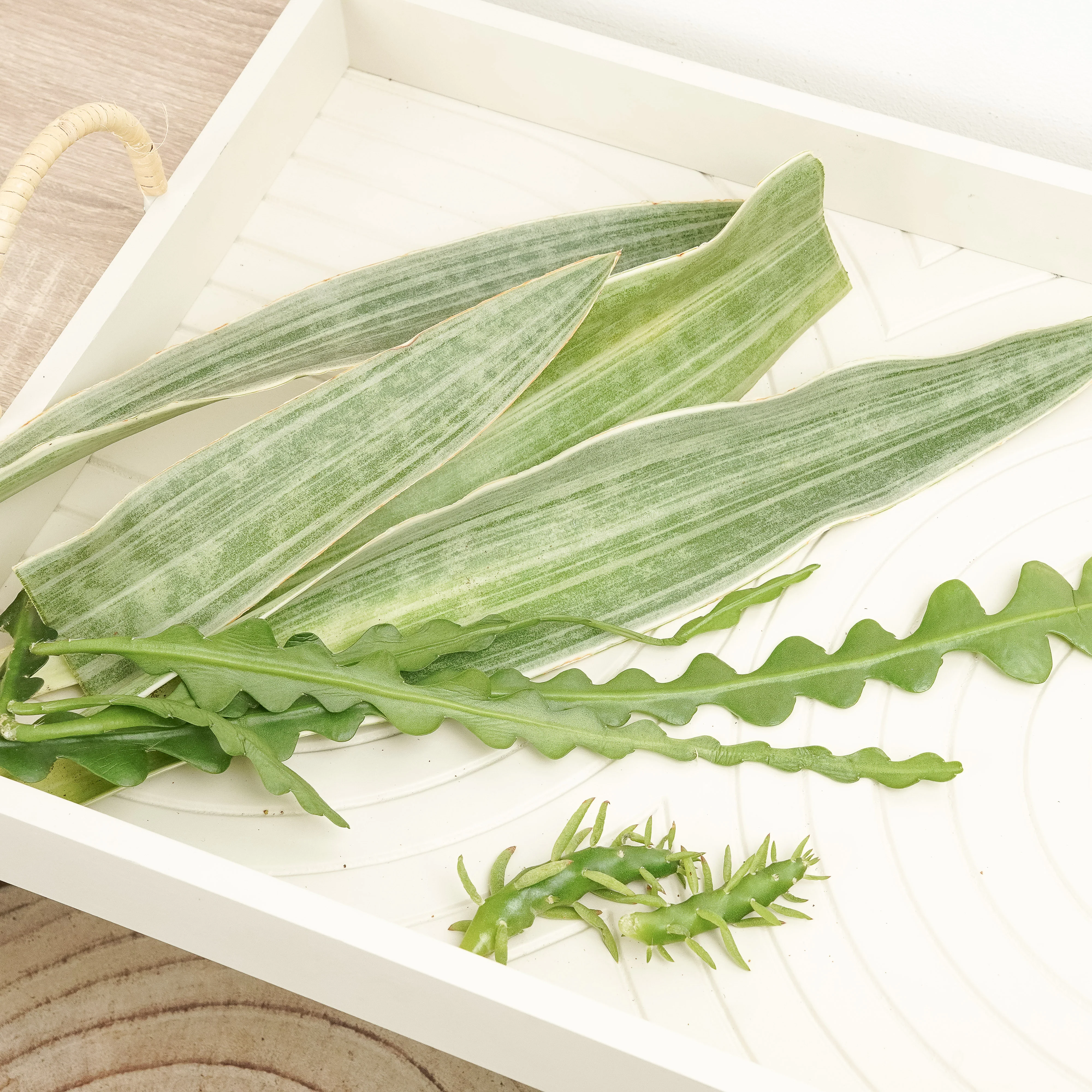 Chop and Prop Mystery Box | Unrooted Cuttings - Image 2