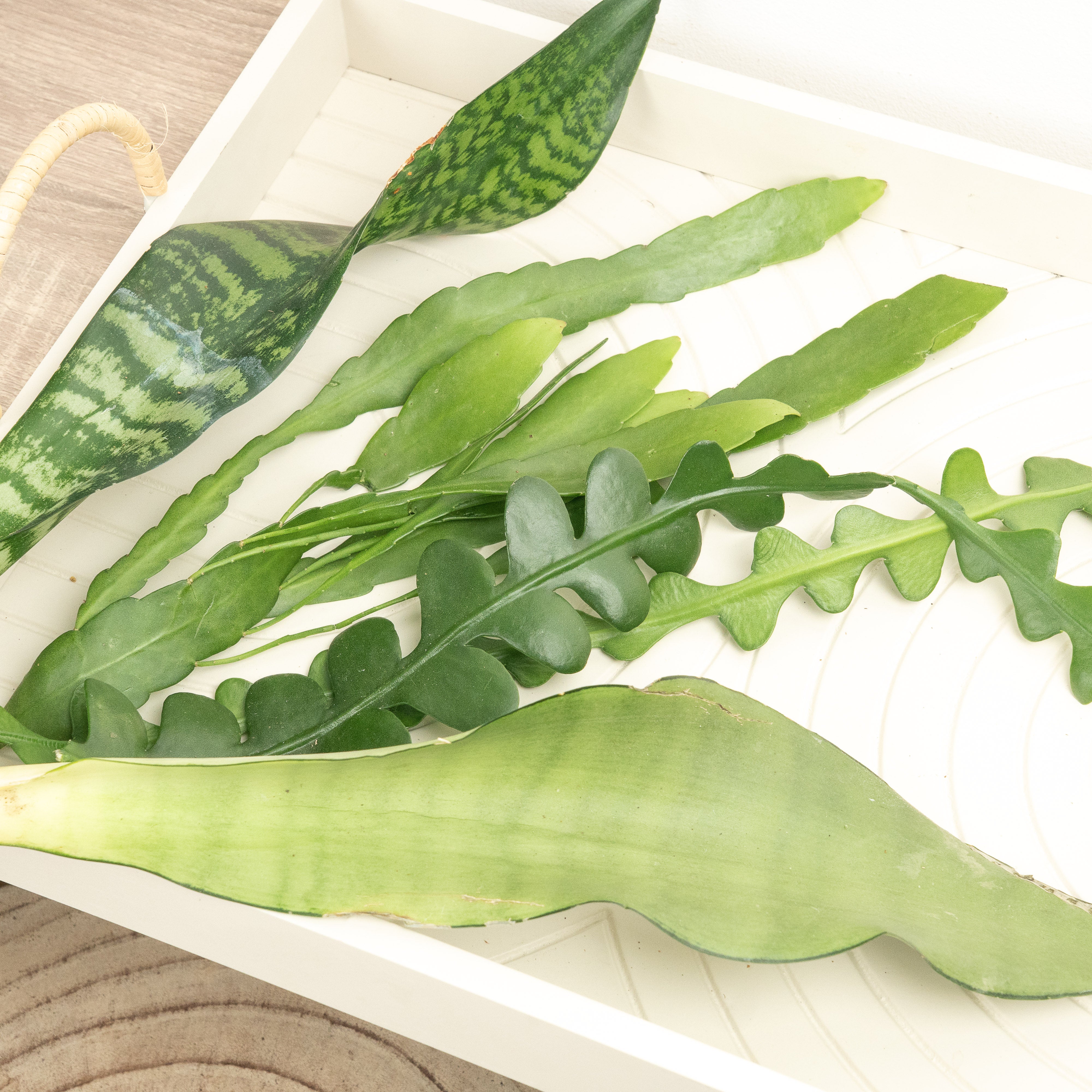Chop and Prop Mystery Box | Unrooted Cuttings - Image 3